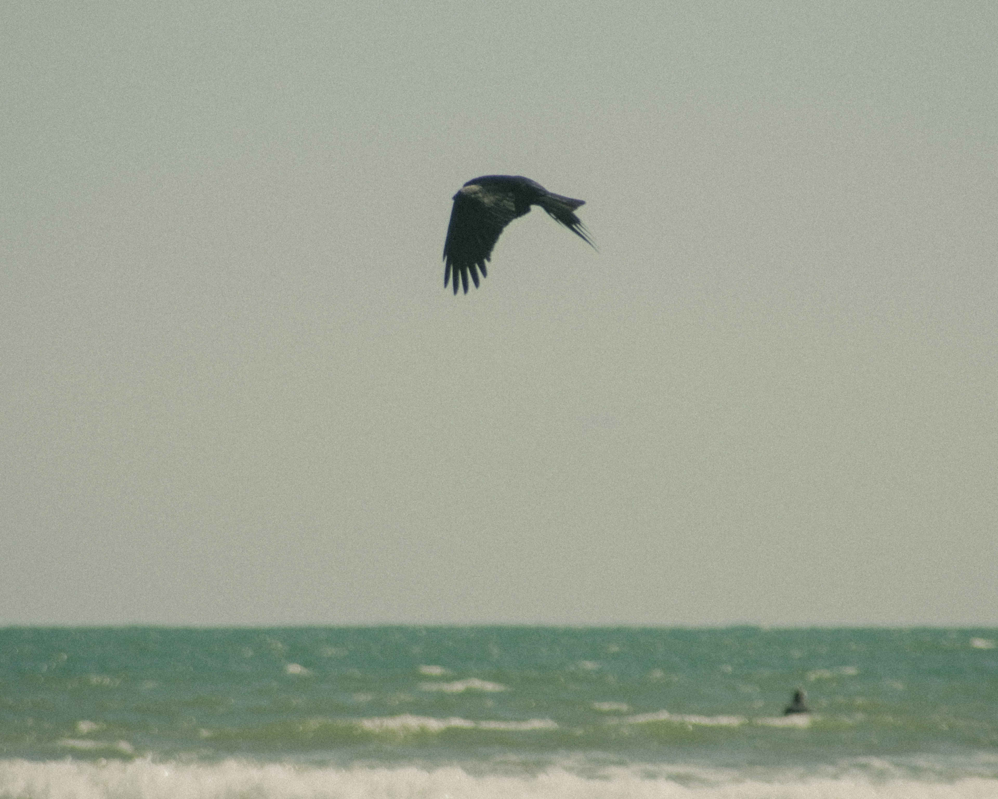 海の上を飛ぶ黒い鳥と波のある海