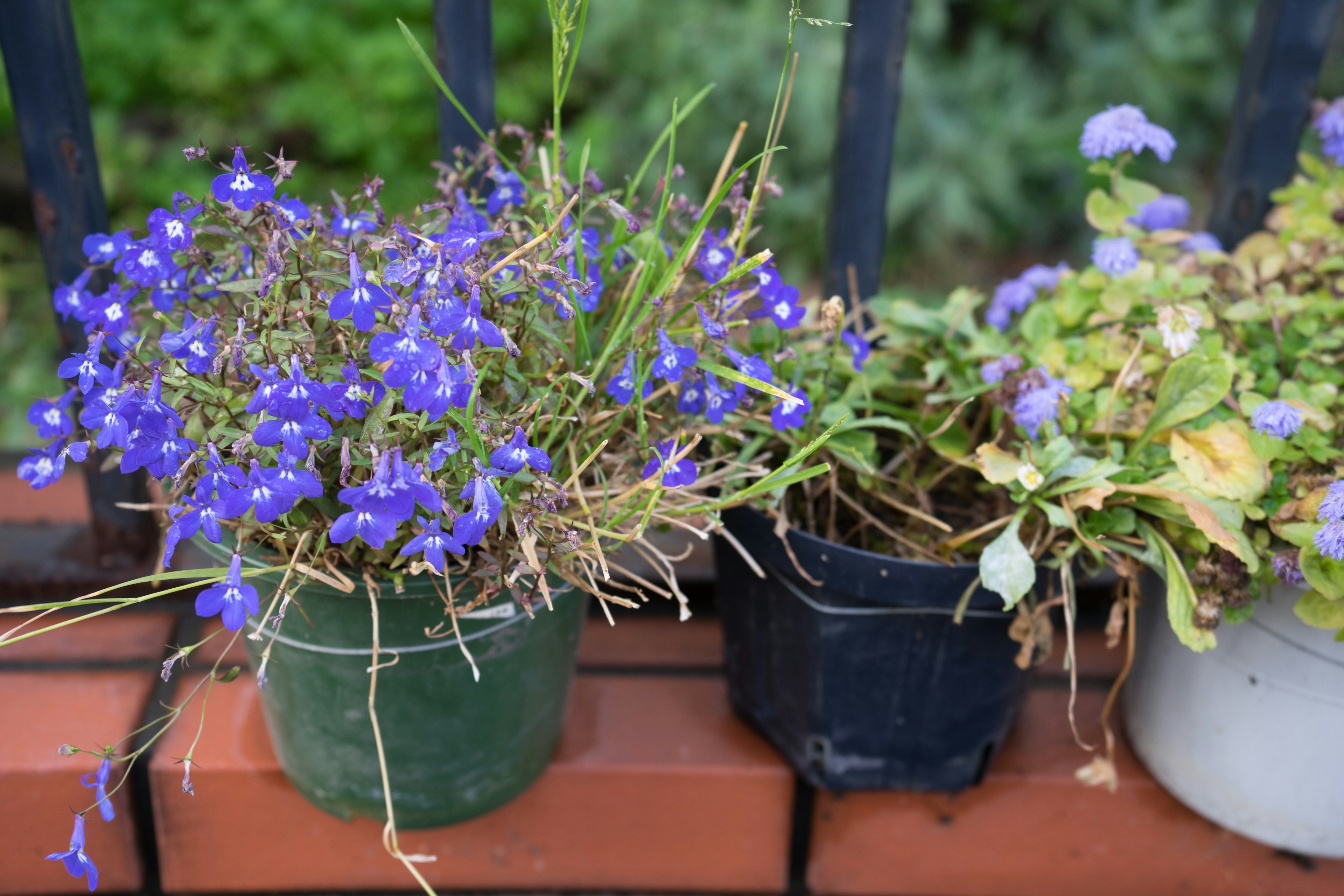 Piante in vaso con fiori blu disposte lungo un parapetto