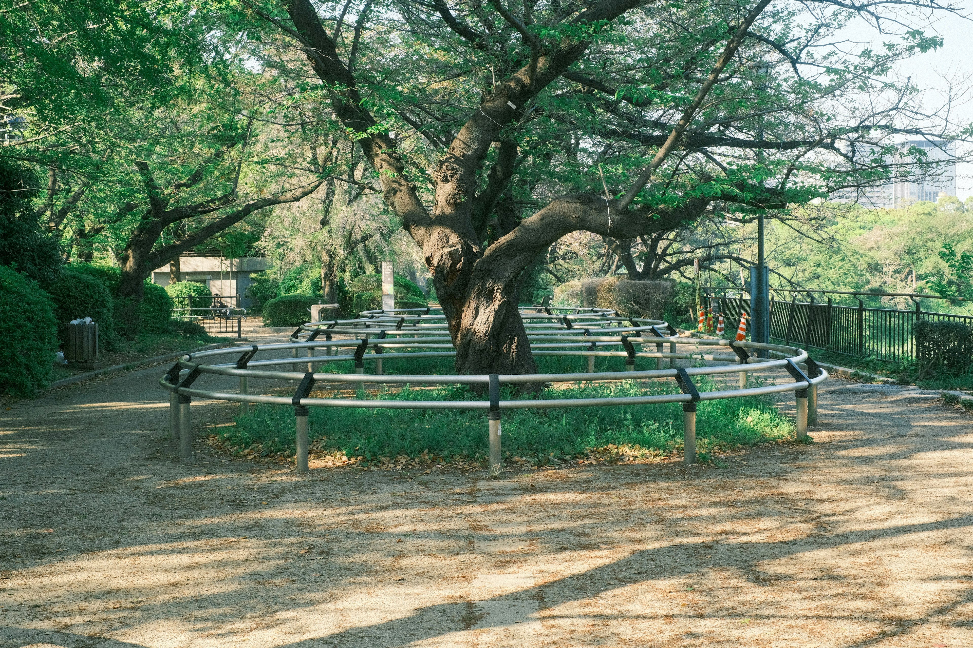 A large tree at the center of a spacious park with surrounding benches