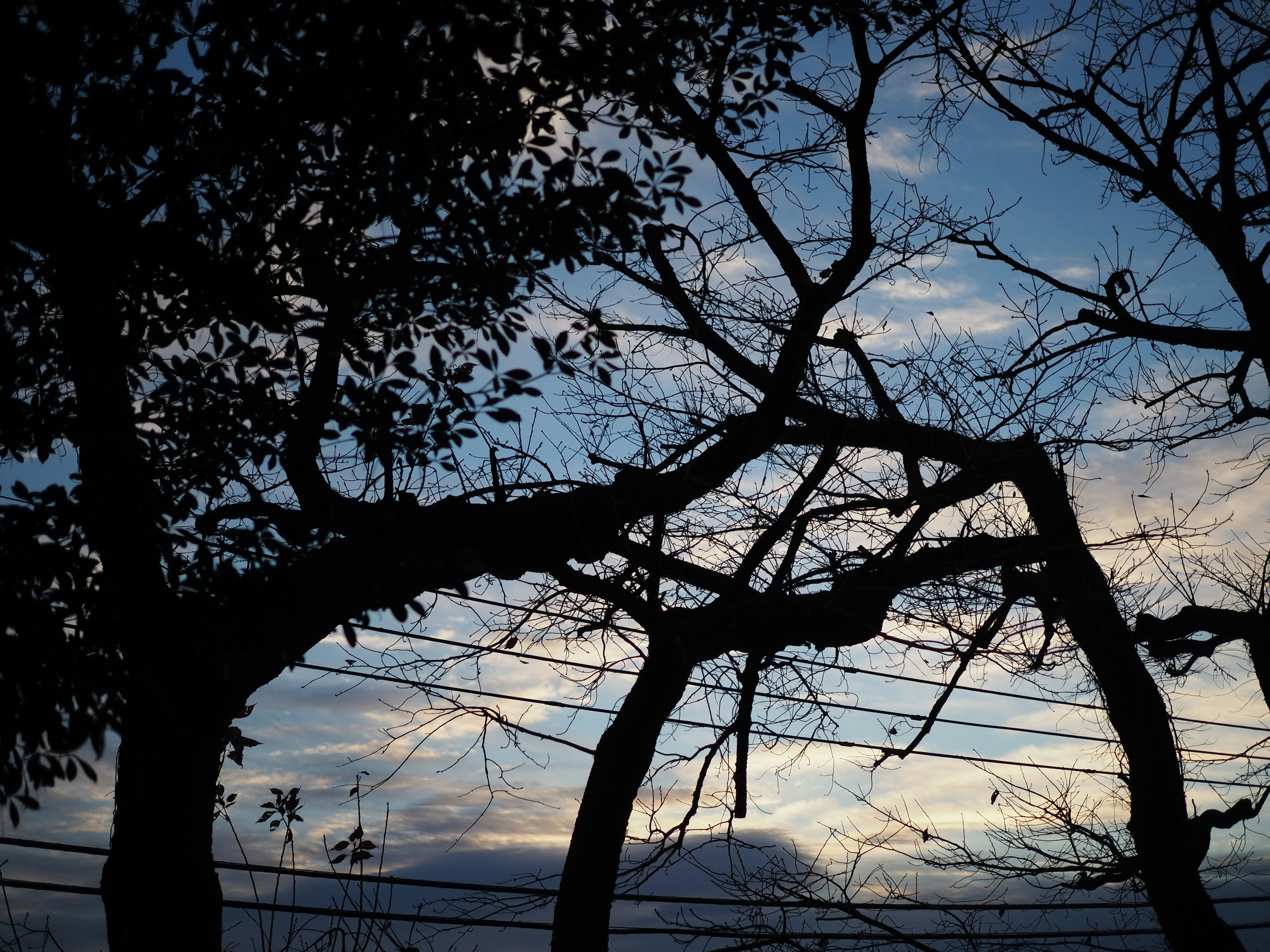 Silhouette de ramas de árboles cruzándose contra un cielo azul