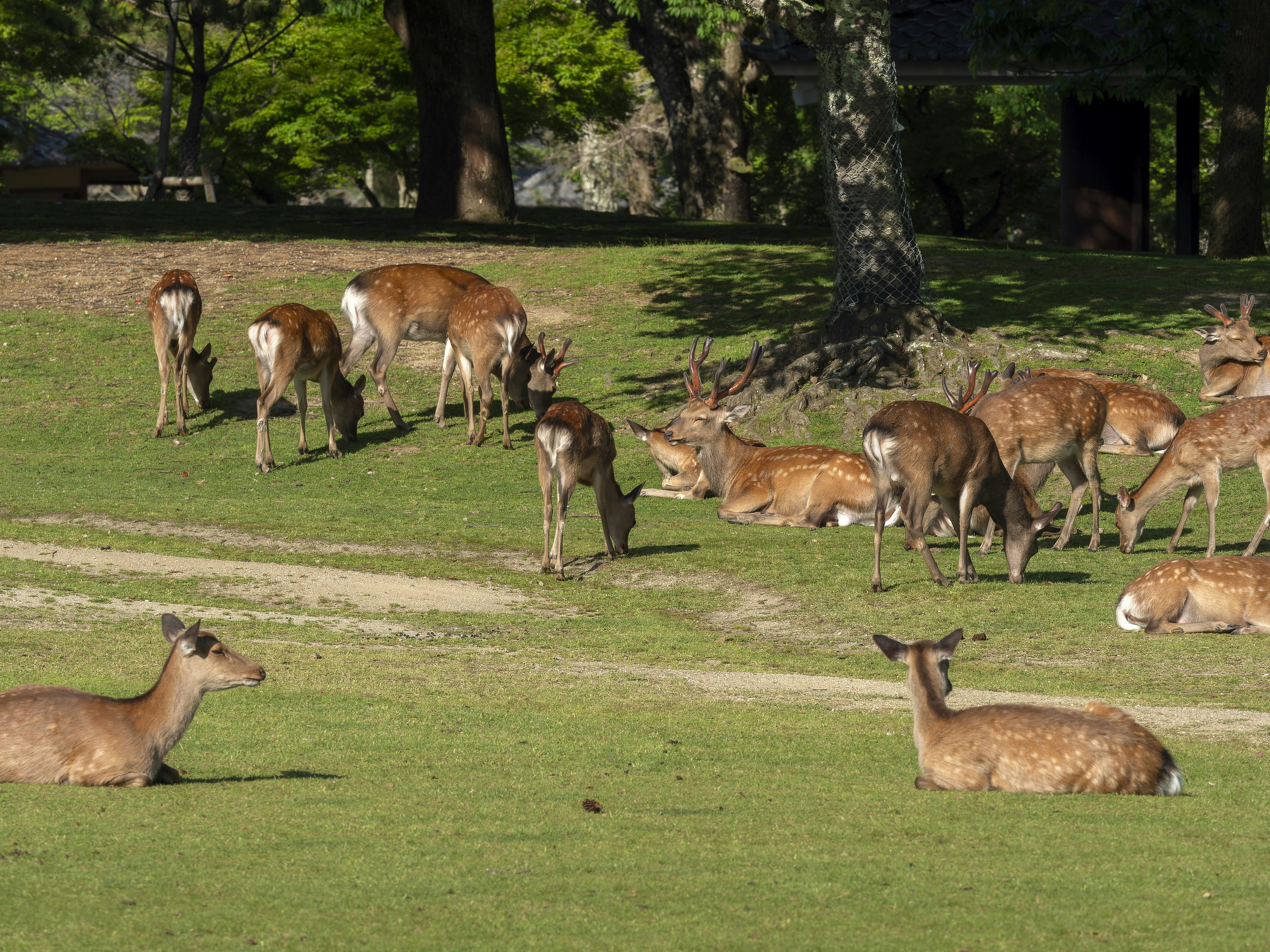 Un troupeau de cerfs se reposant sur une prairie verte avec des arbres en arrière-plan