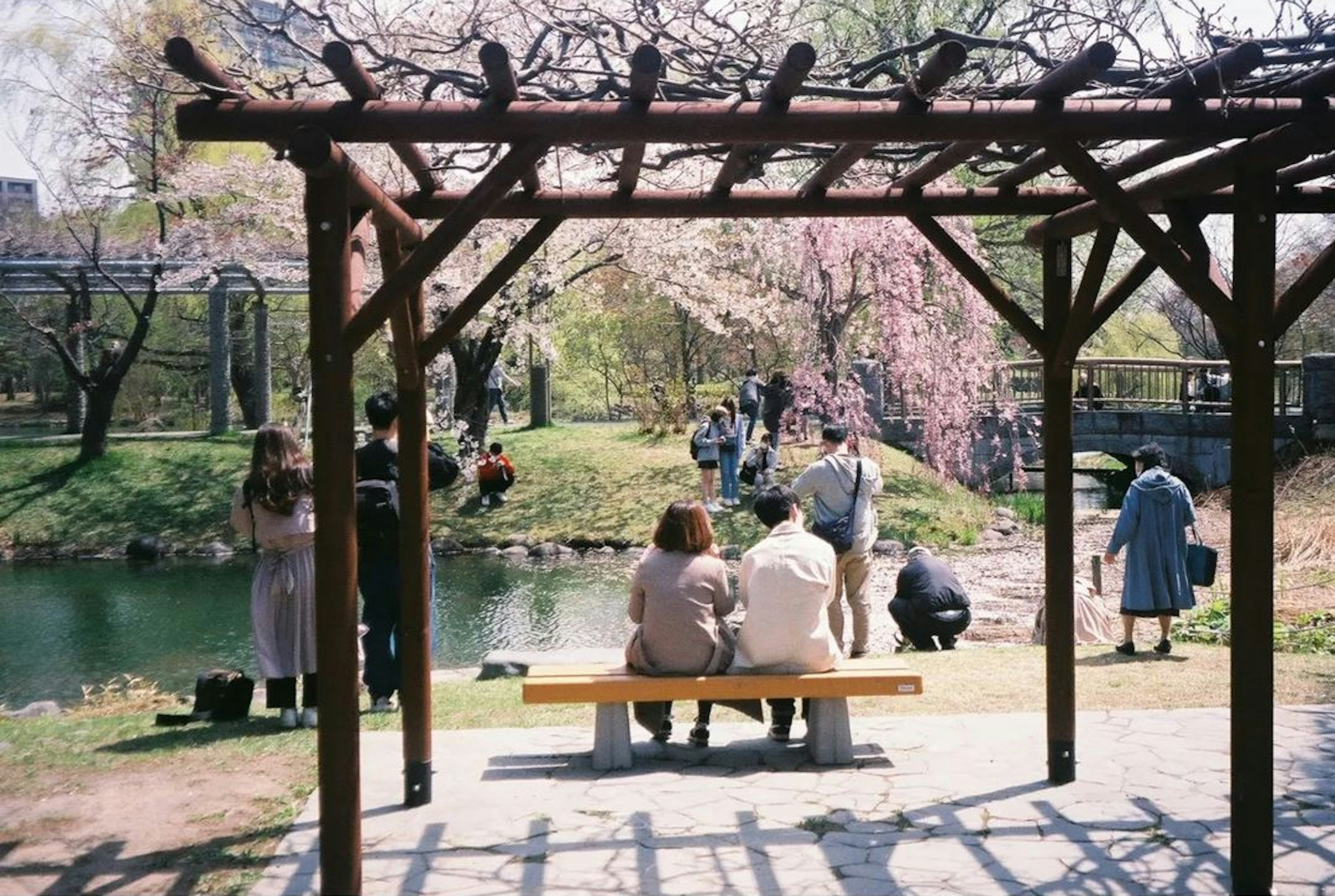 公園のベンチに座るカップルと桜の木が見える風景