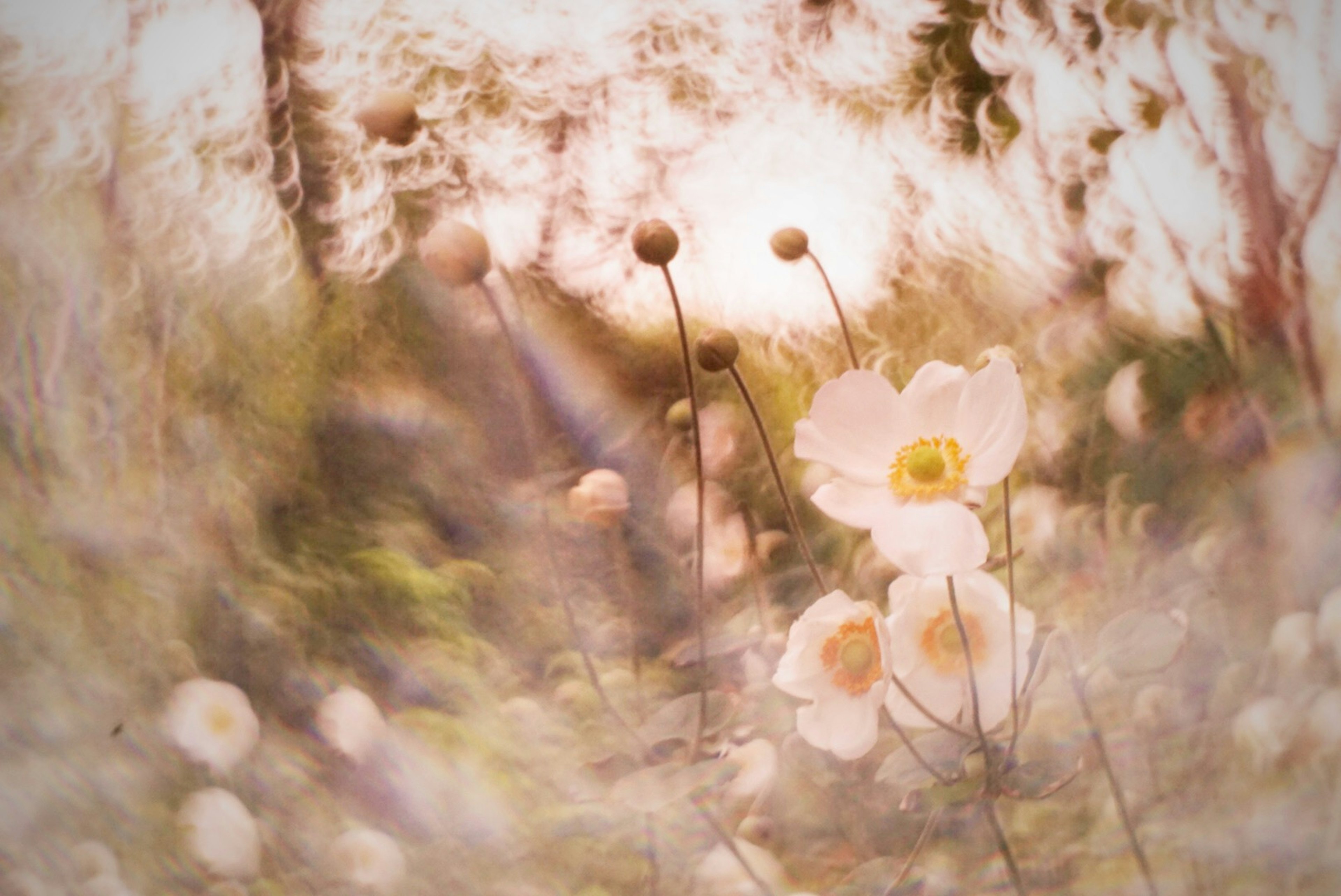 柔らかな光に包まれた花々の美しい風景