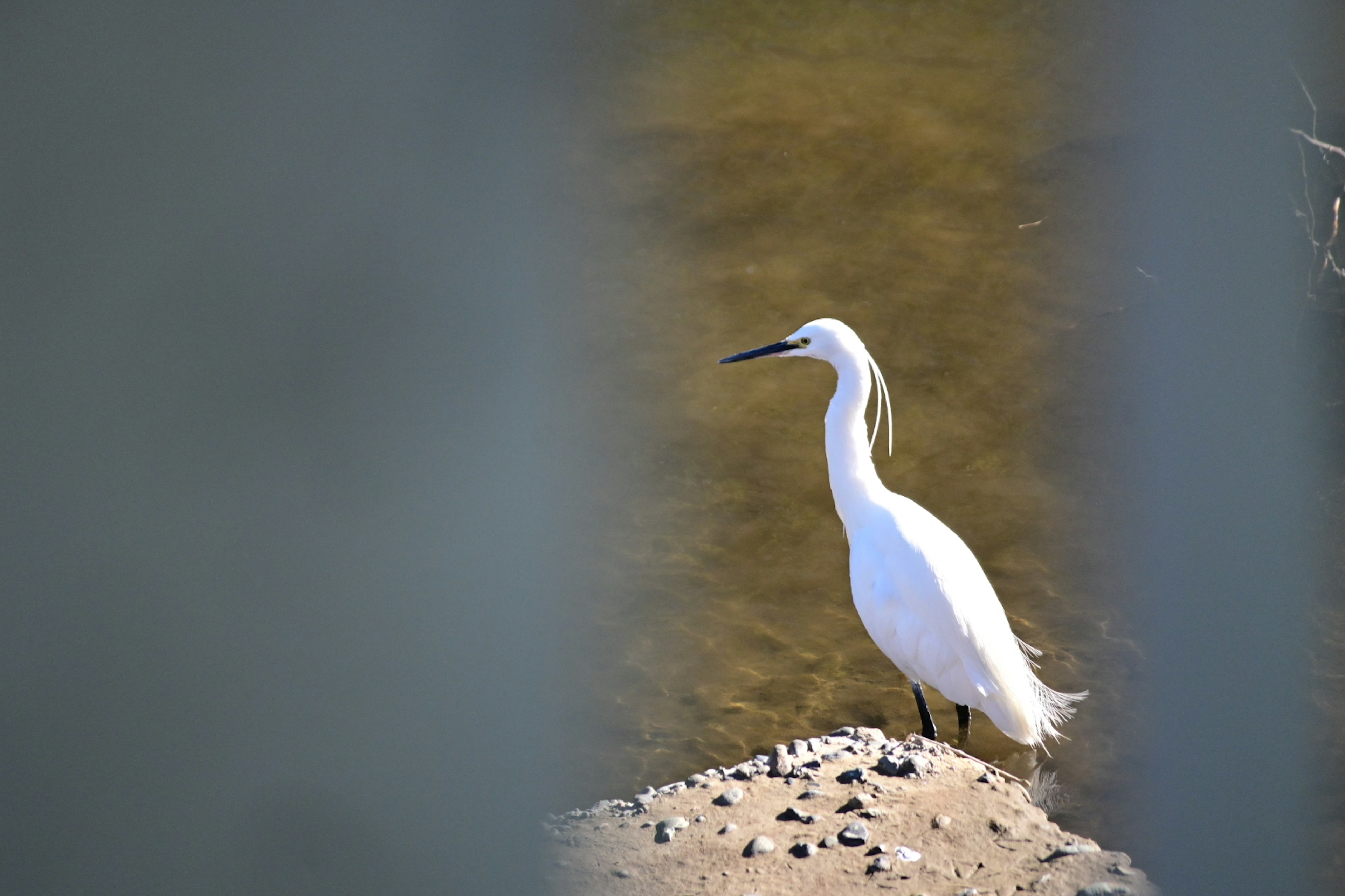 Una garza blanca de pie en la orilla del agua