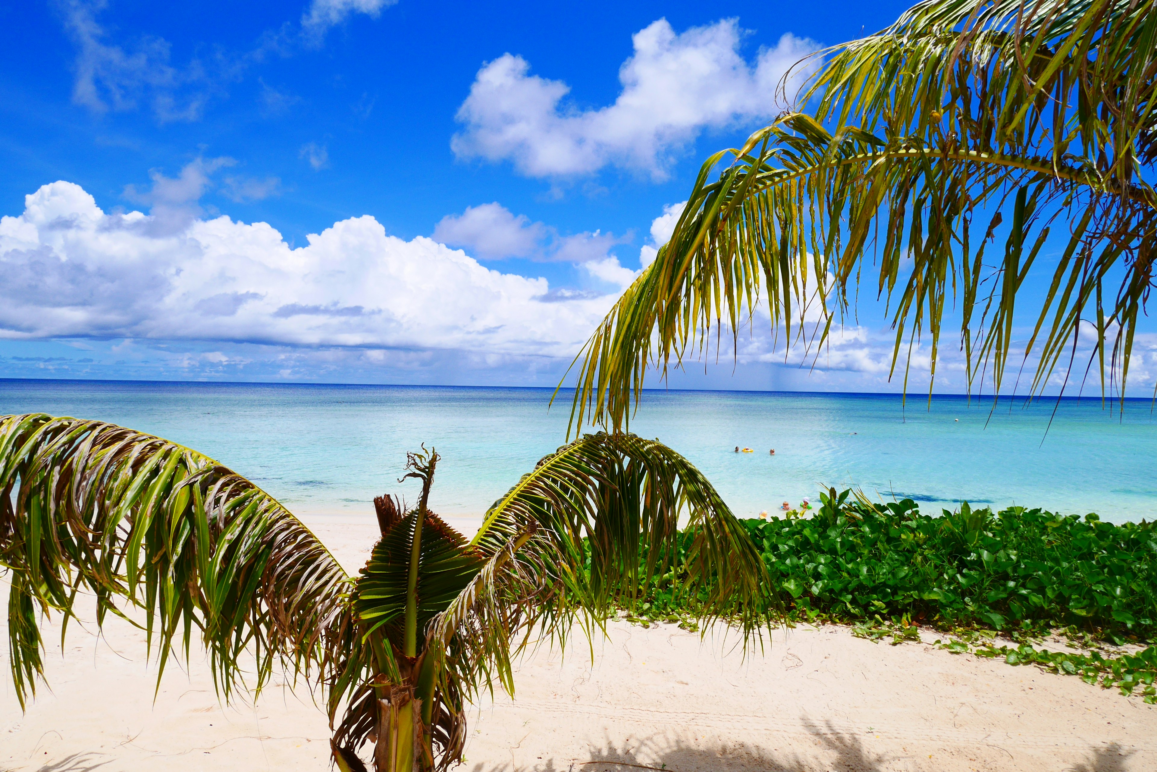 Vue scénique d'une plage avec océan bleu et sable blanc présentant des palmiers au premier plan et des nuages blancs dans un ciel bleu