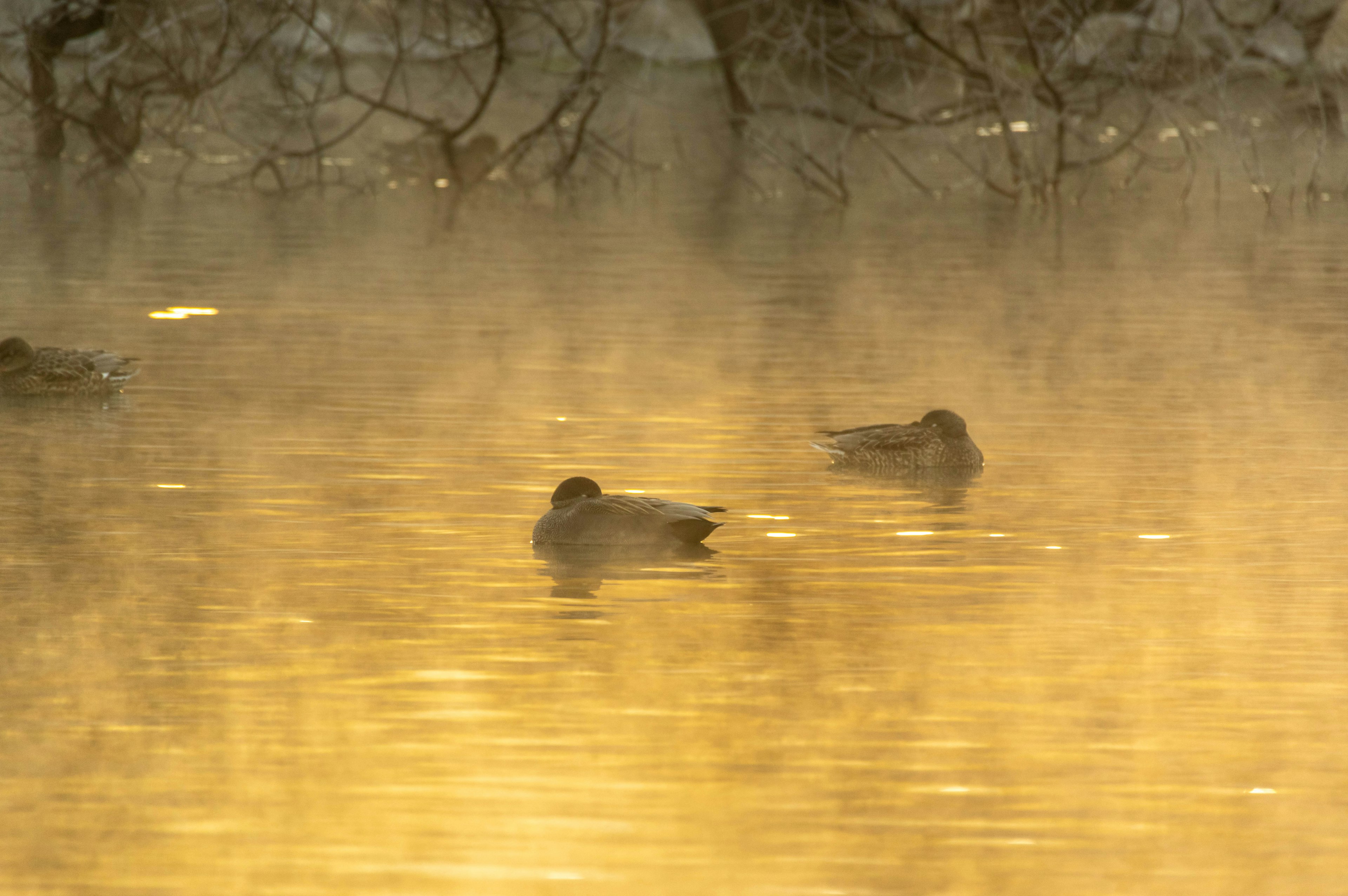 Canards flottant sur une surface d'eau calme avec de la brume dorée