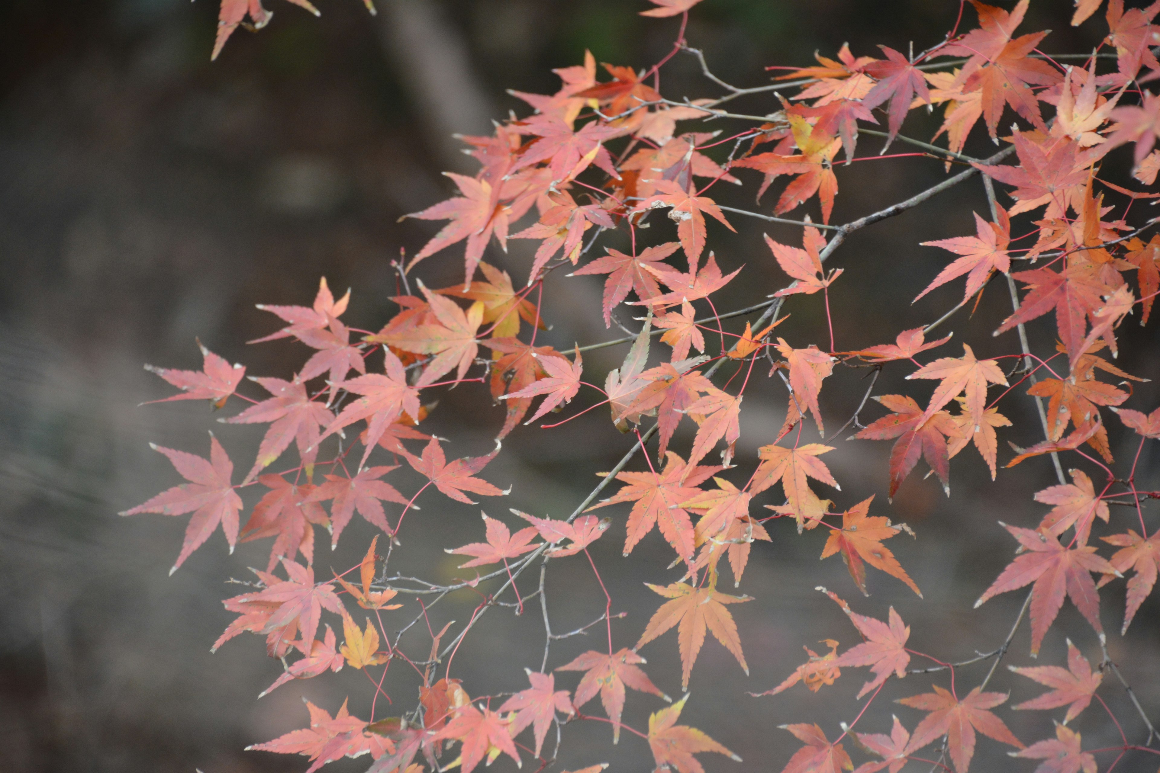 Feuilles d'érable aux teintes rouges et orange regroupées sur des branches