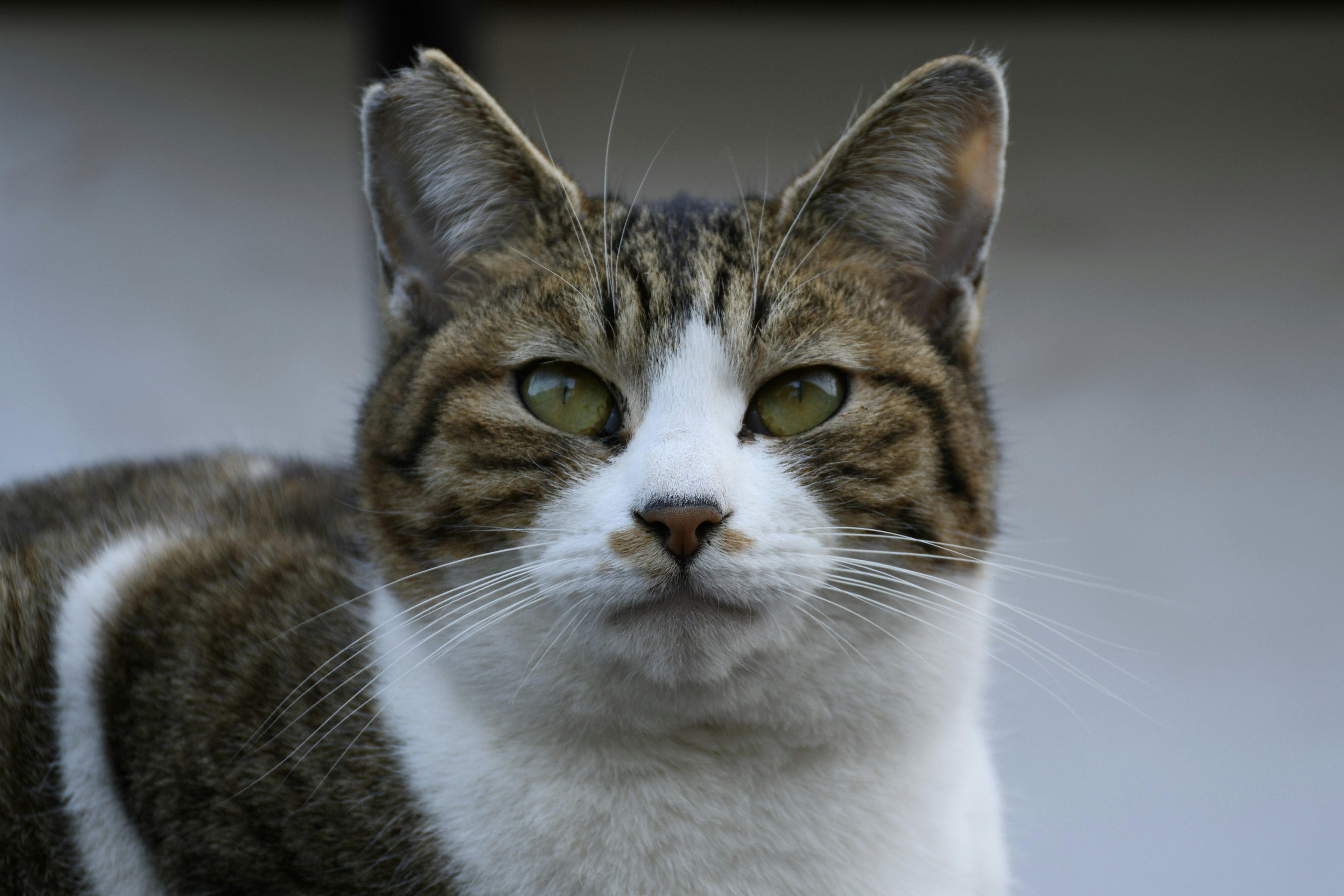 茶色と白の毛並みの猫がこちらを見つめている