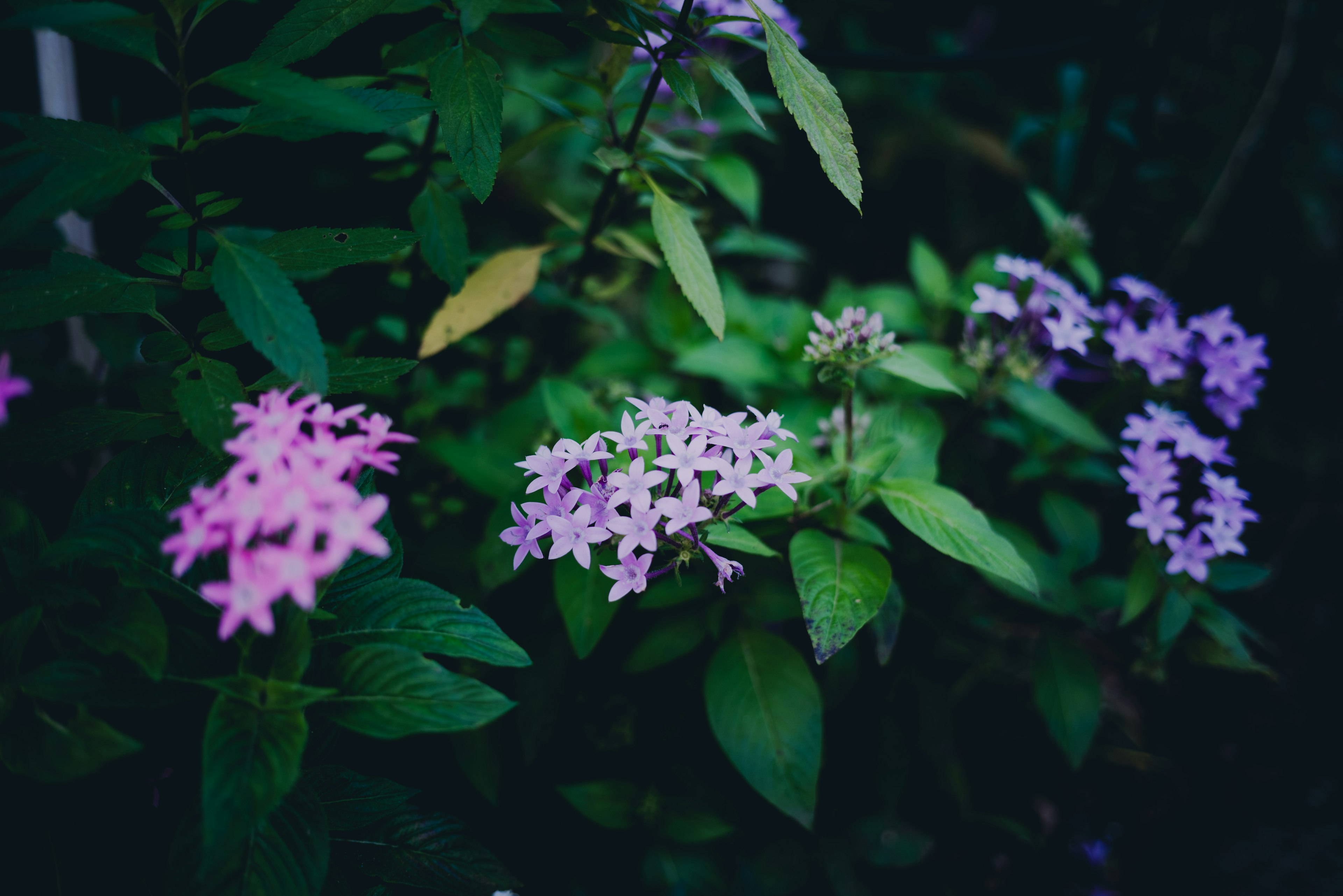 紫色とピンクの花が咲いている緑の葉に囲まれた風景