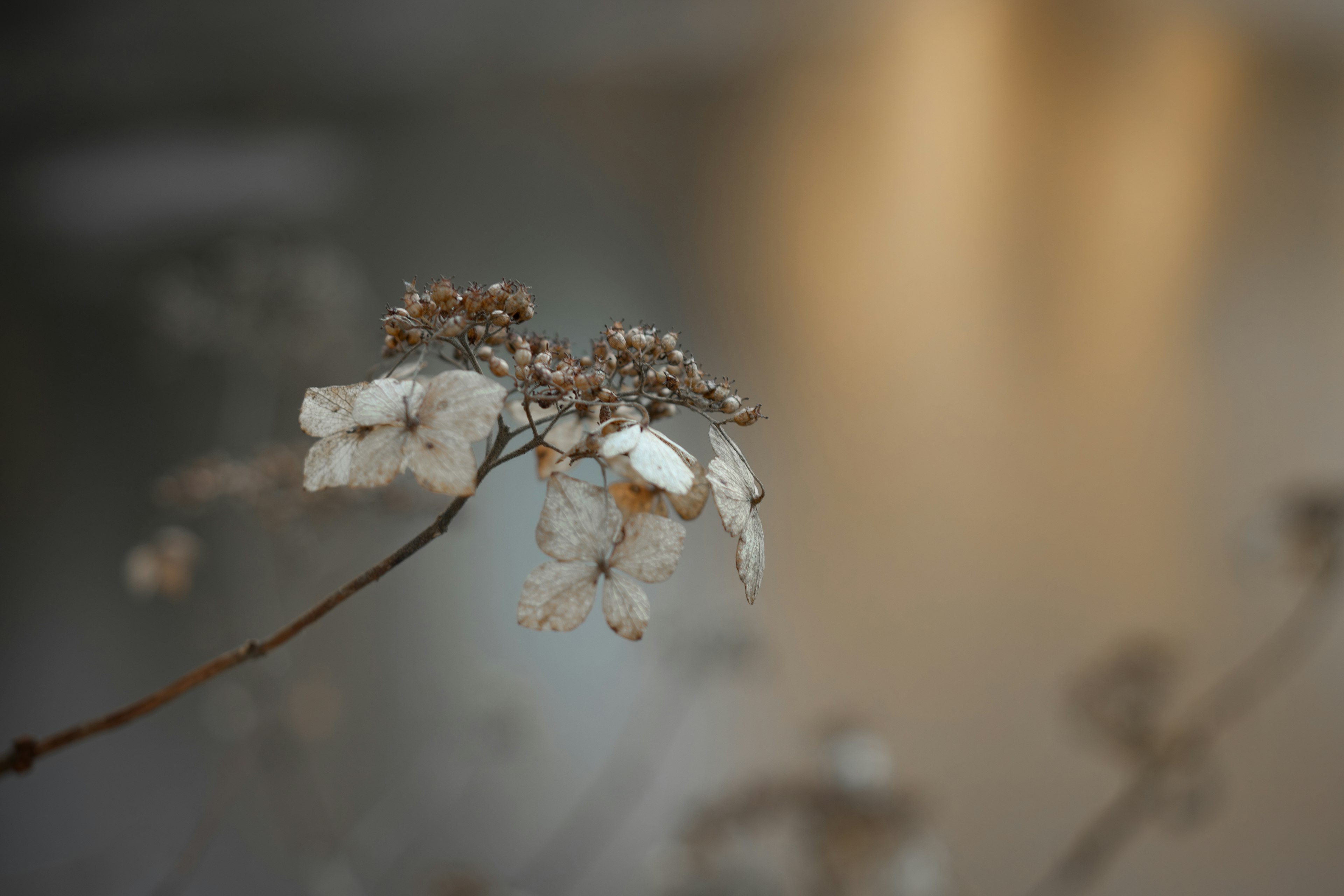 水面に映る柔らかな光の中の枯れた植物のクローズアップ