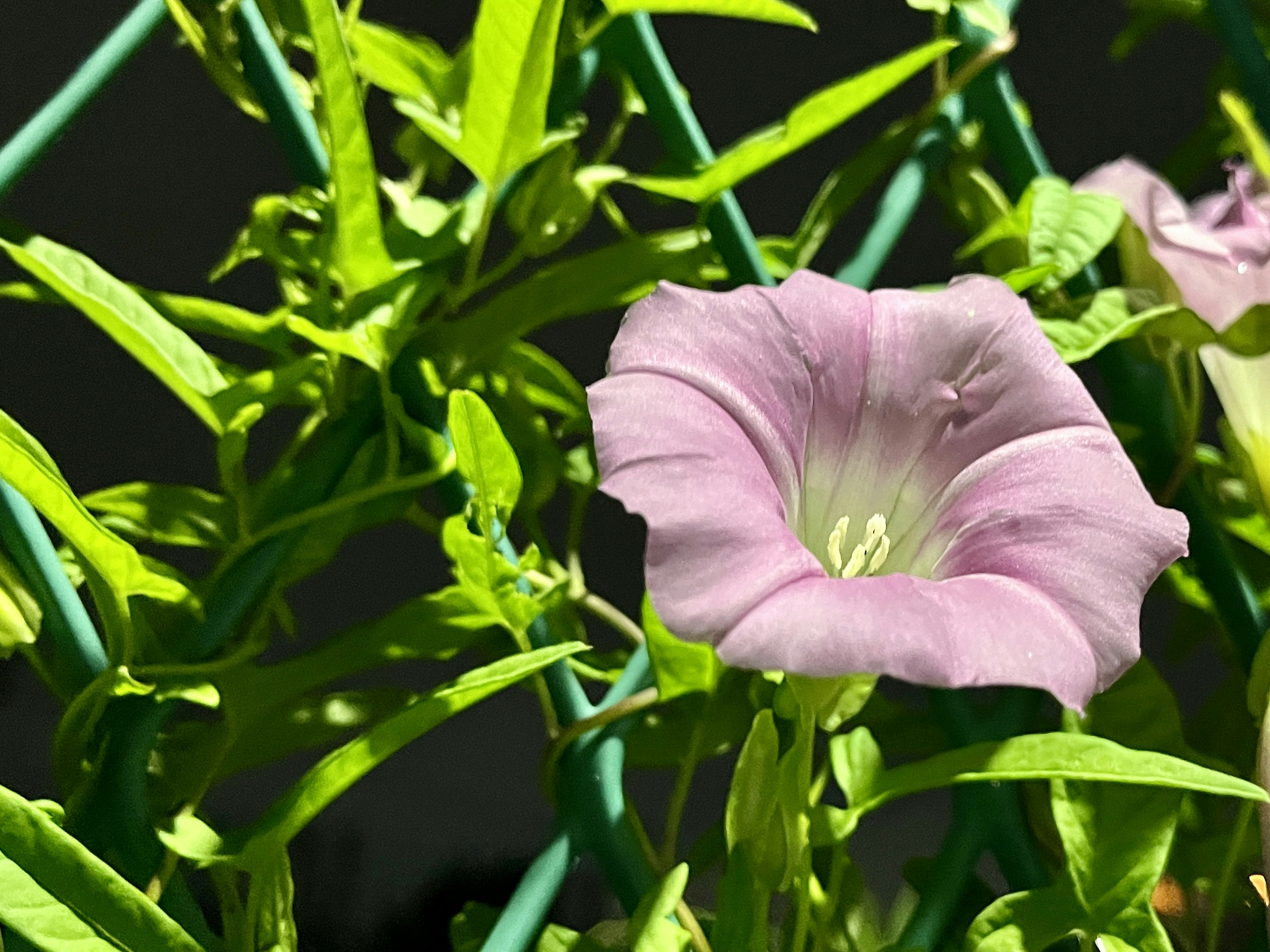 Gros plan d'une fleur violet clair avec des feuilles vertes