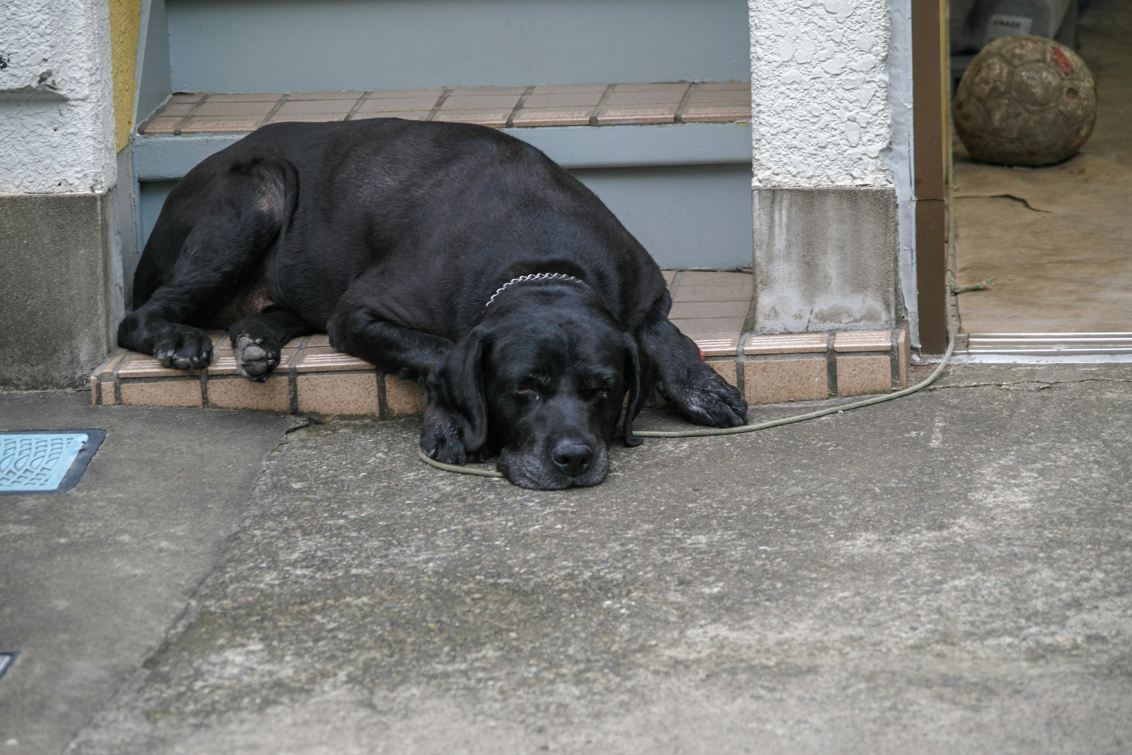 Un perro negro descansando en los escalones