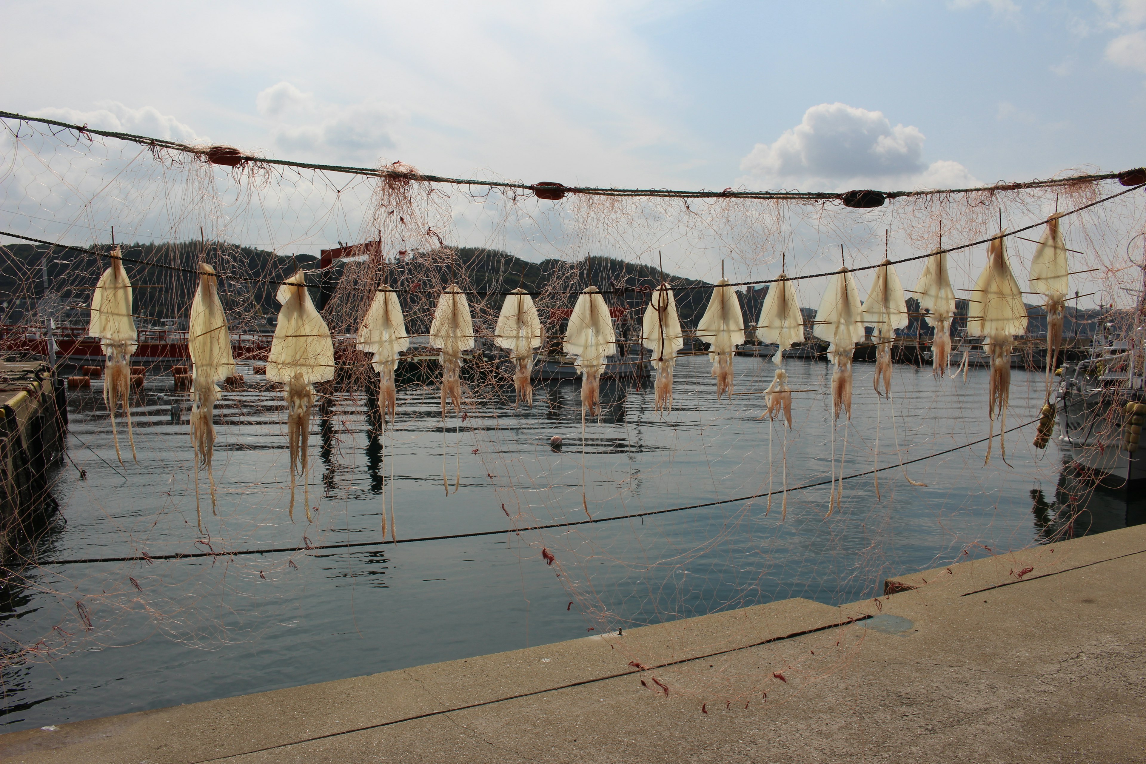 A scenic view of dried squid hanging by the seaside