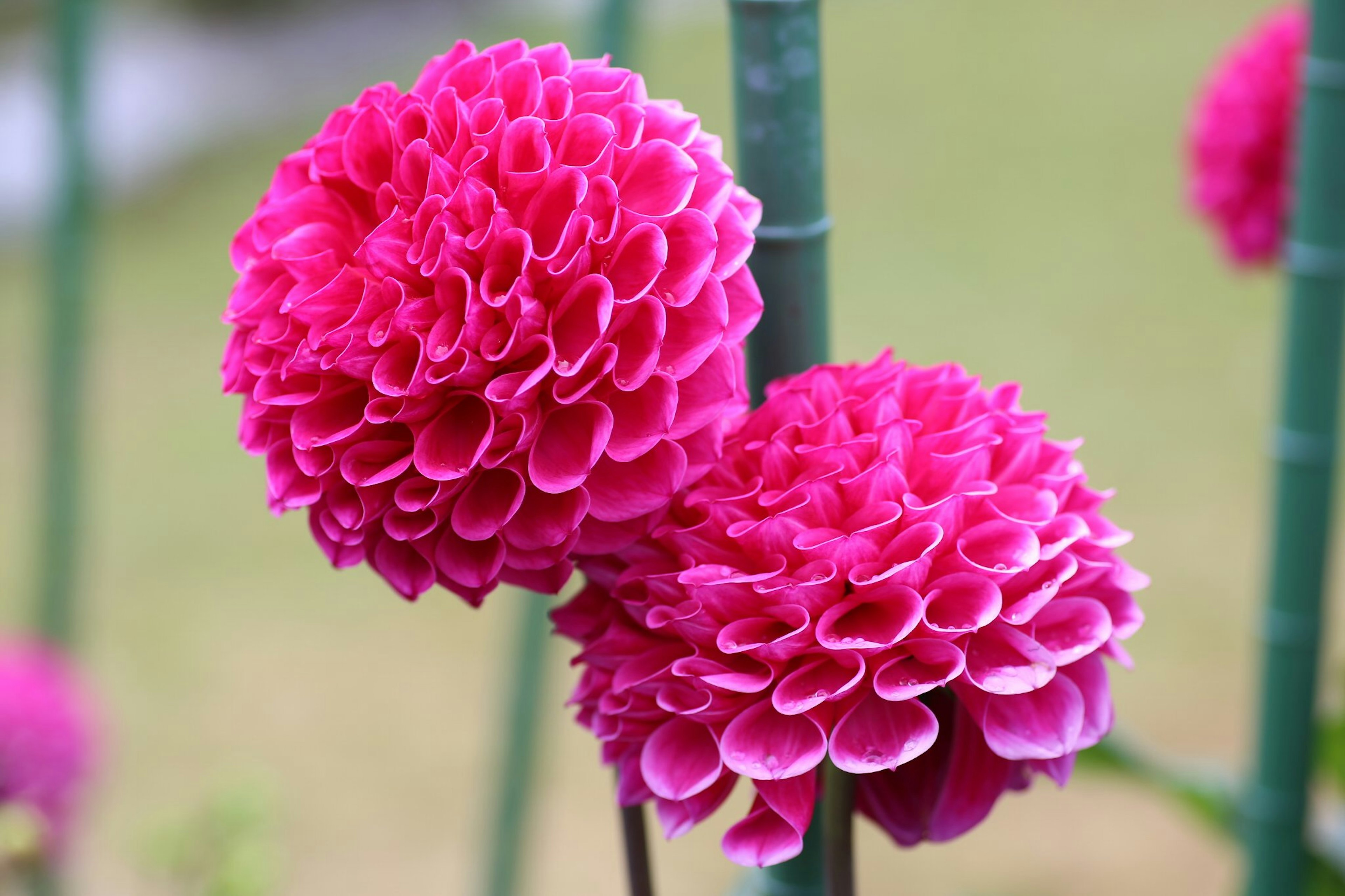 Dua bunga dahlia pink cerah yang mekar bersama