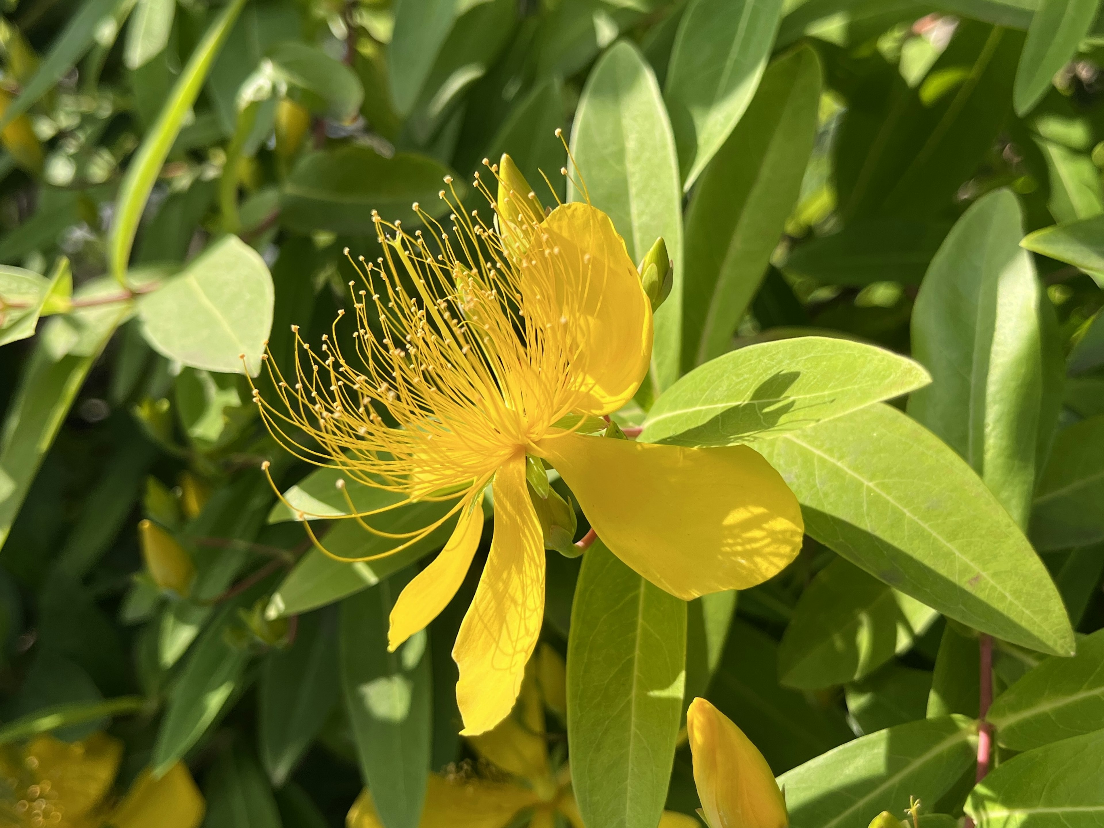 鮮やかな黄色の花と緑の葉が特徴の植物