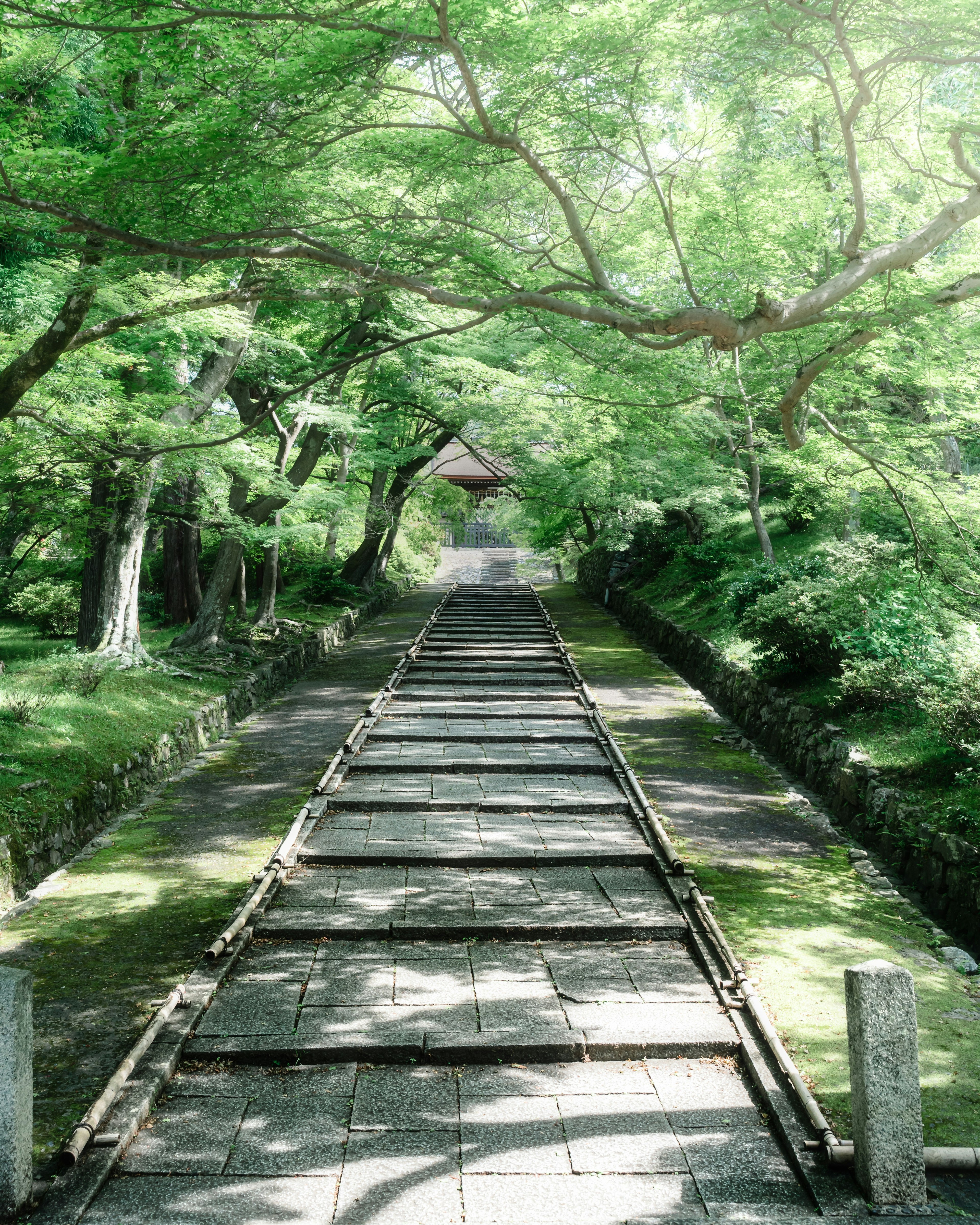 A serene path surrounded by lush greenery leading to a temple