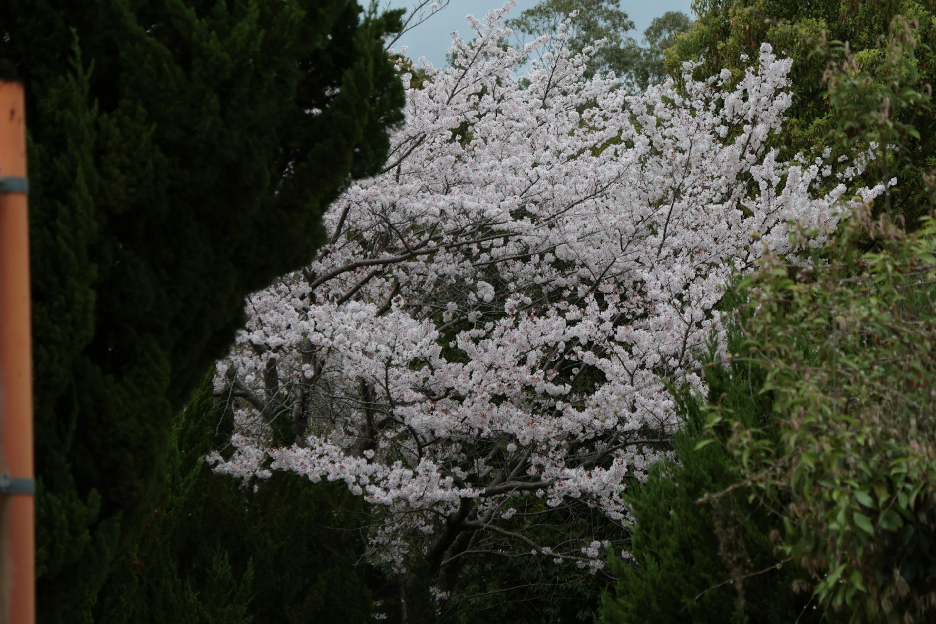 Una bella scena di alberi di ciliegio in fiore