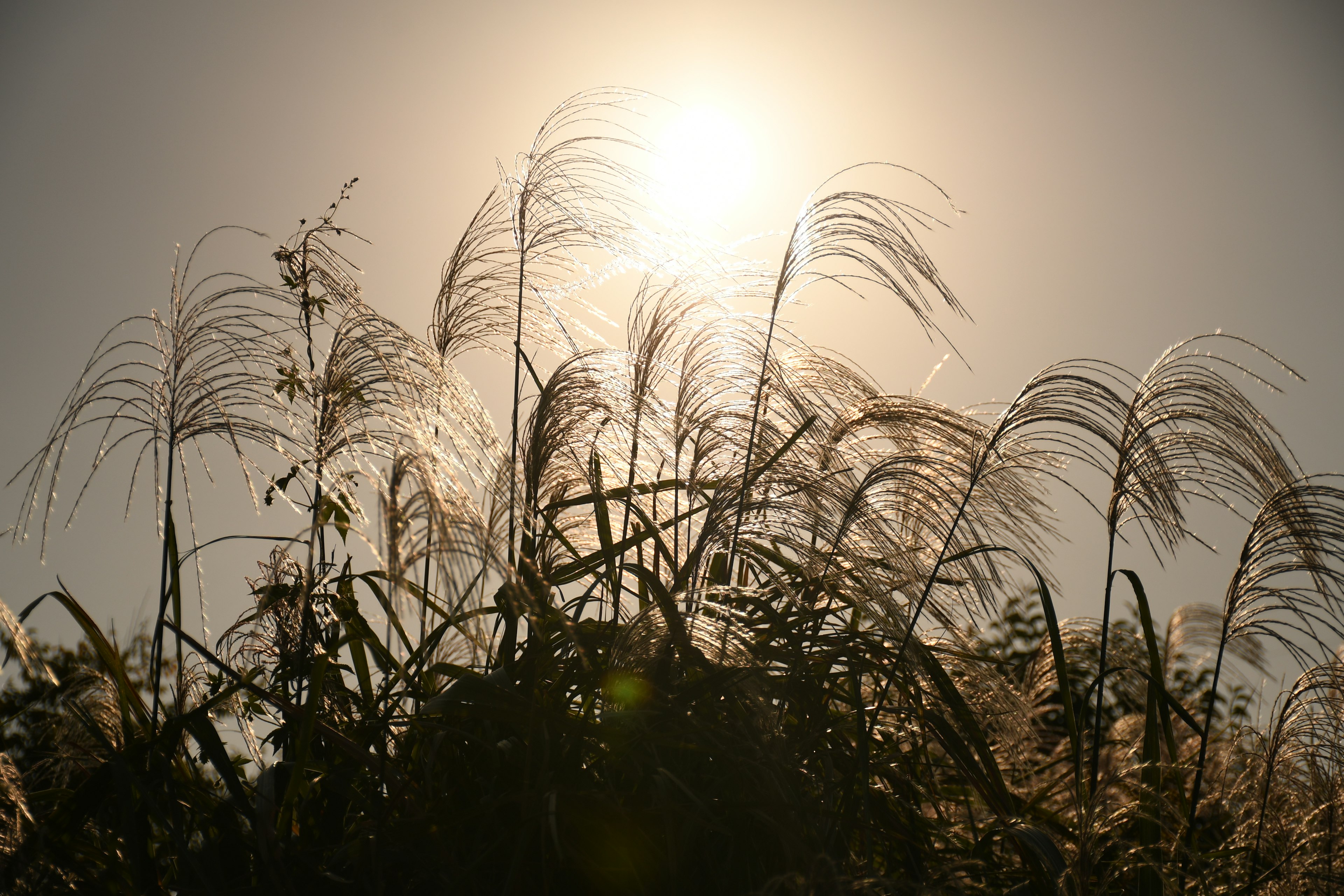 Silhouette d'herbe avec des épis contre le fond d'un soleil couchant