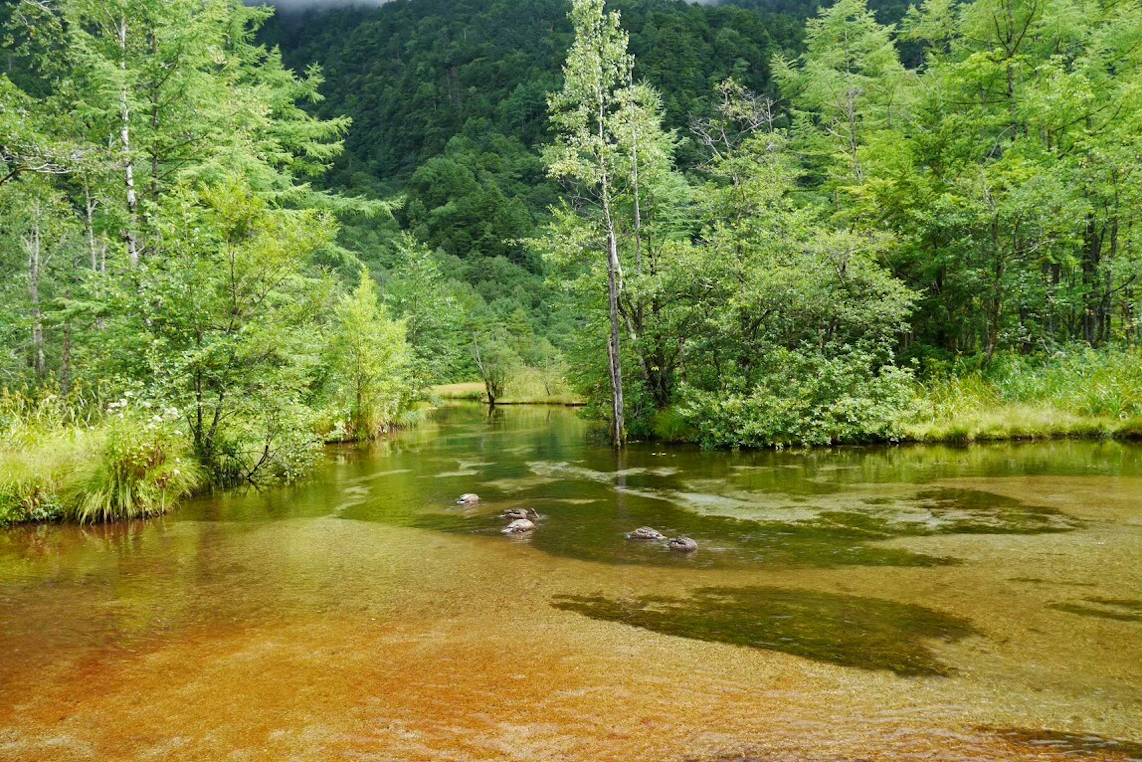 Ruscello sereno circondato da una foresta lussureggiante