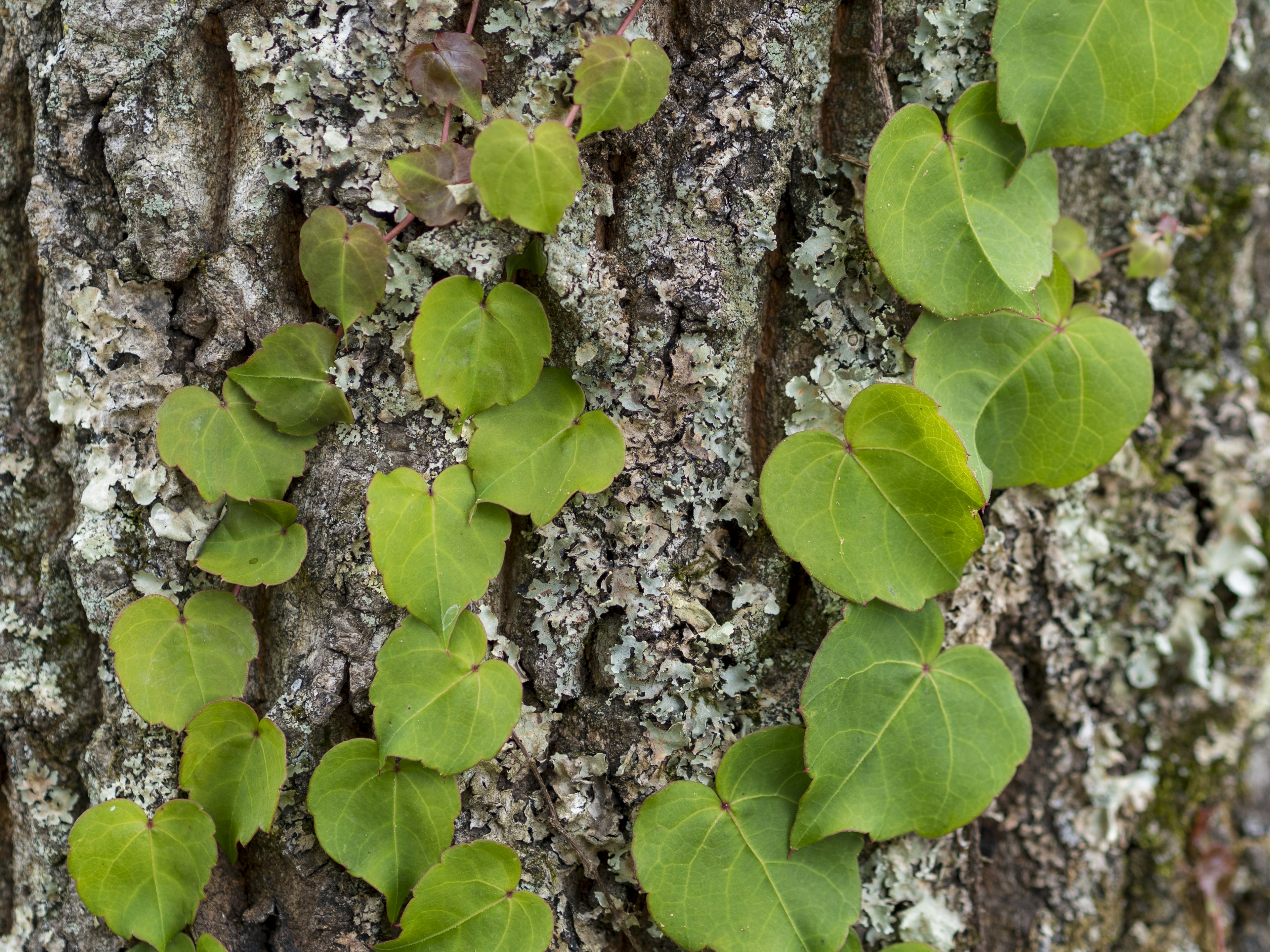 Foglie di vite verdi che crescono su un tronco d'albero