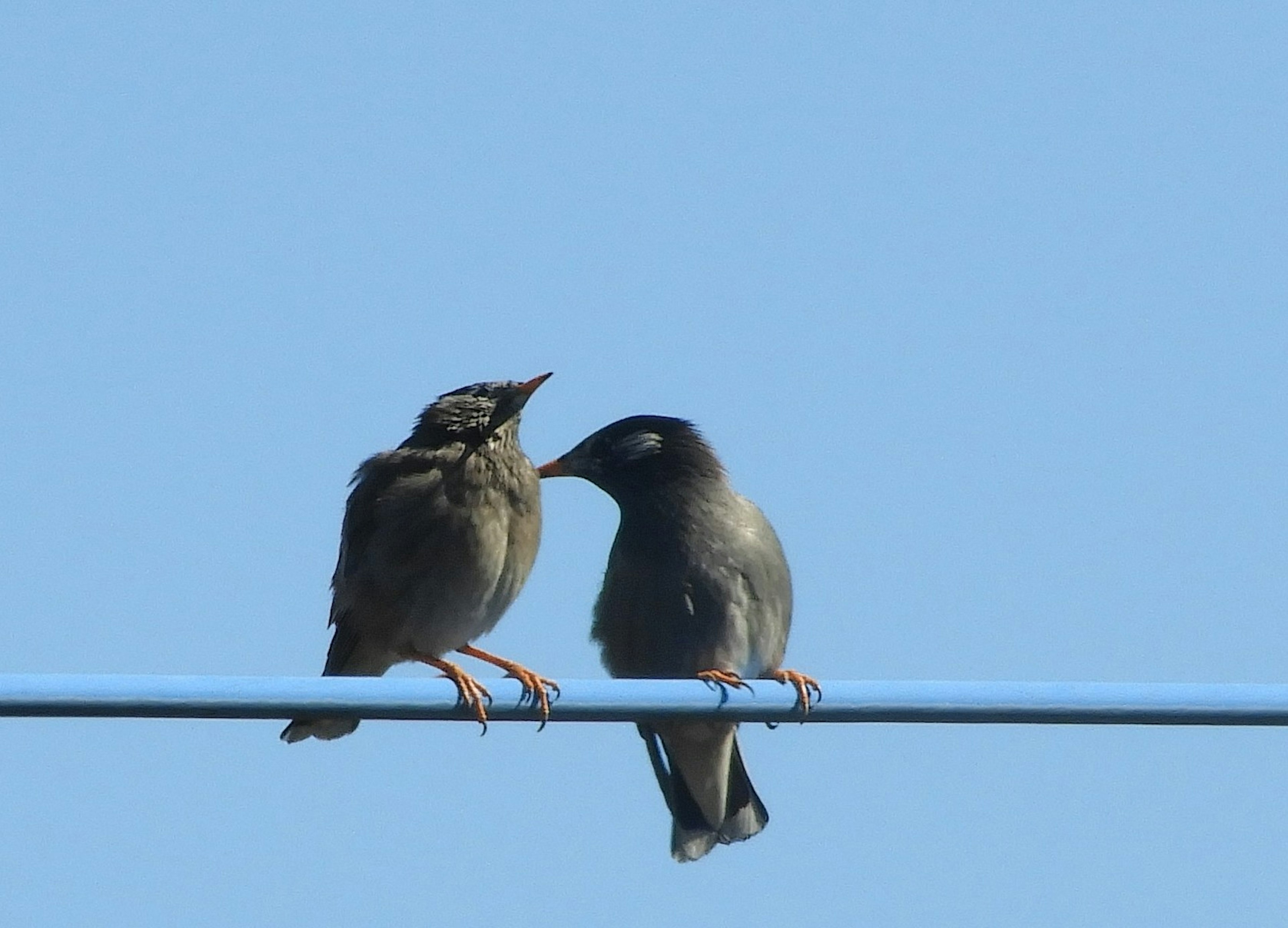 Deux petits oiseaux perchés sur un fil