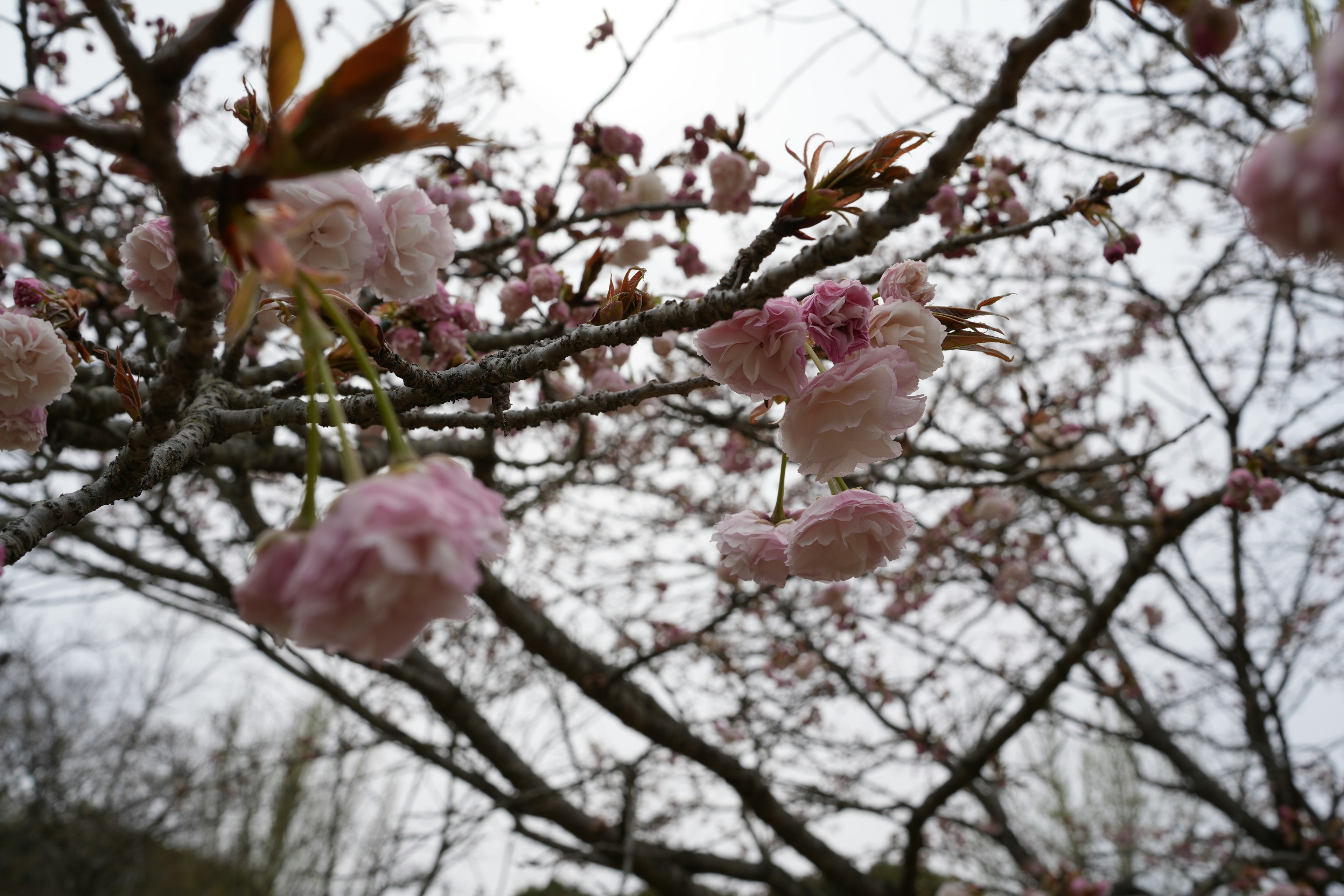 Gros plan sur des branches de cerisier avec des fleurs roses