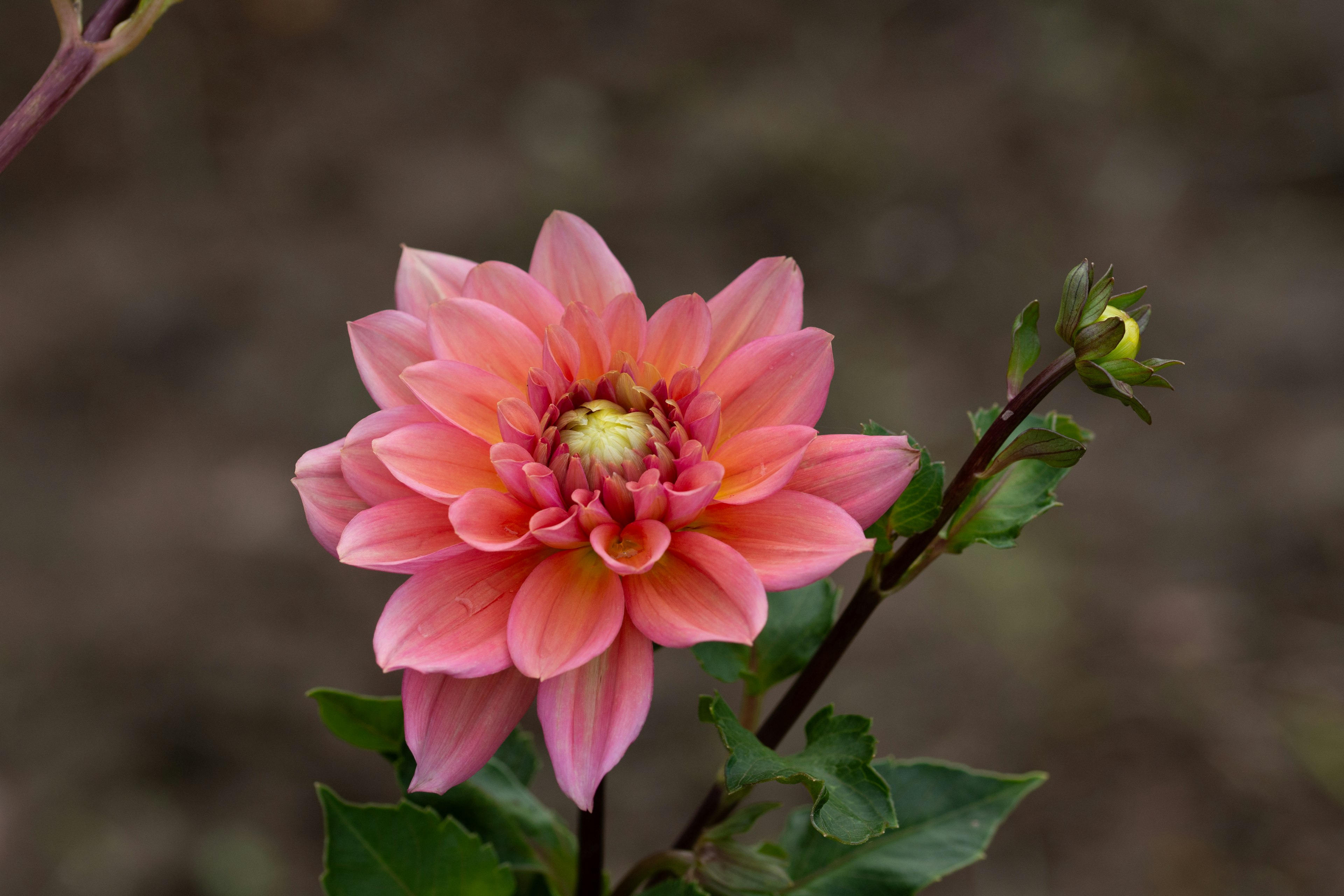 Beautiful pink dahlia flower blooming