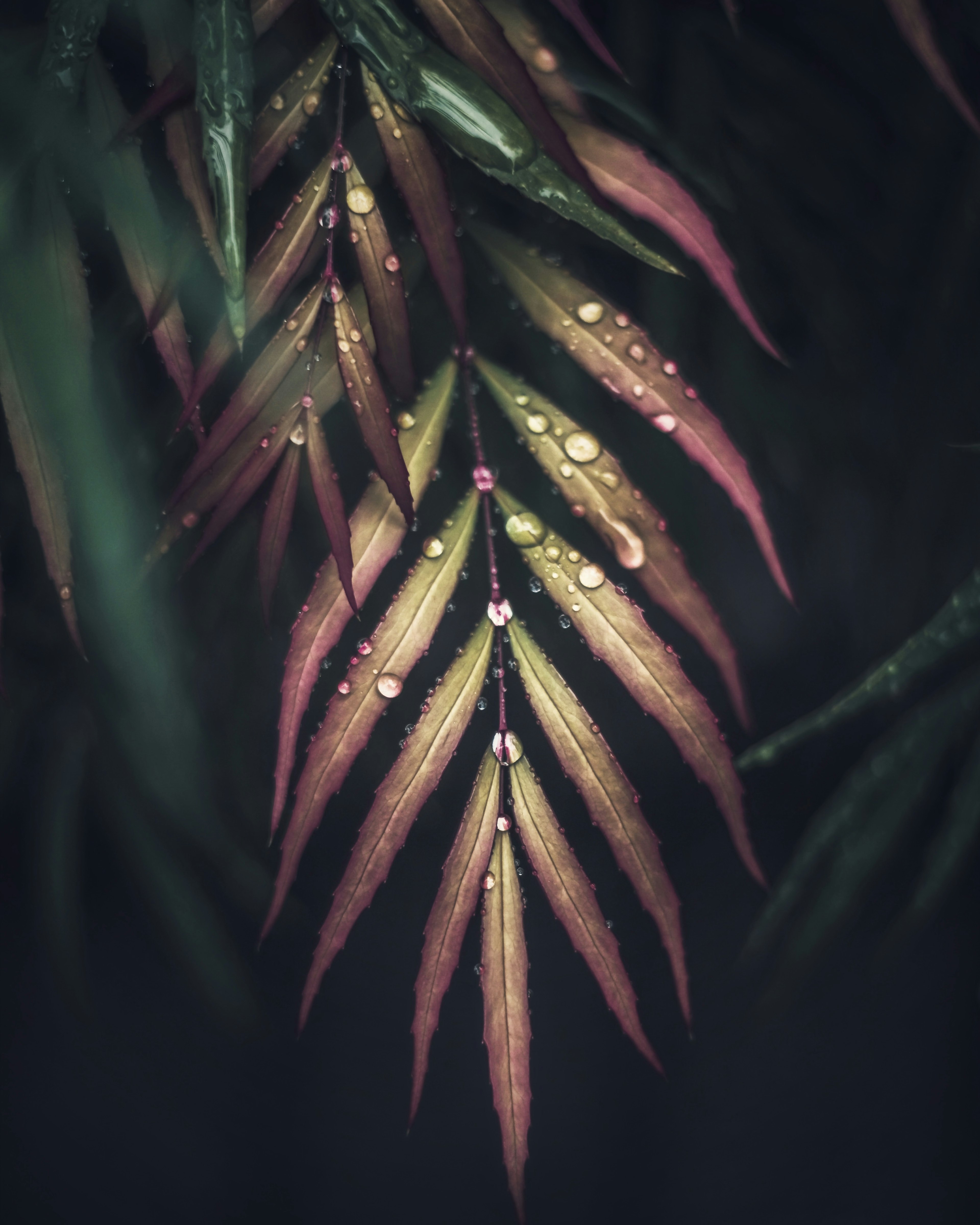 Primo piano di foglie bagnate con tonalità verde scuro e rosso-bruno e gocce d'acqua in evidenza