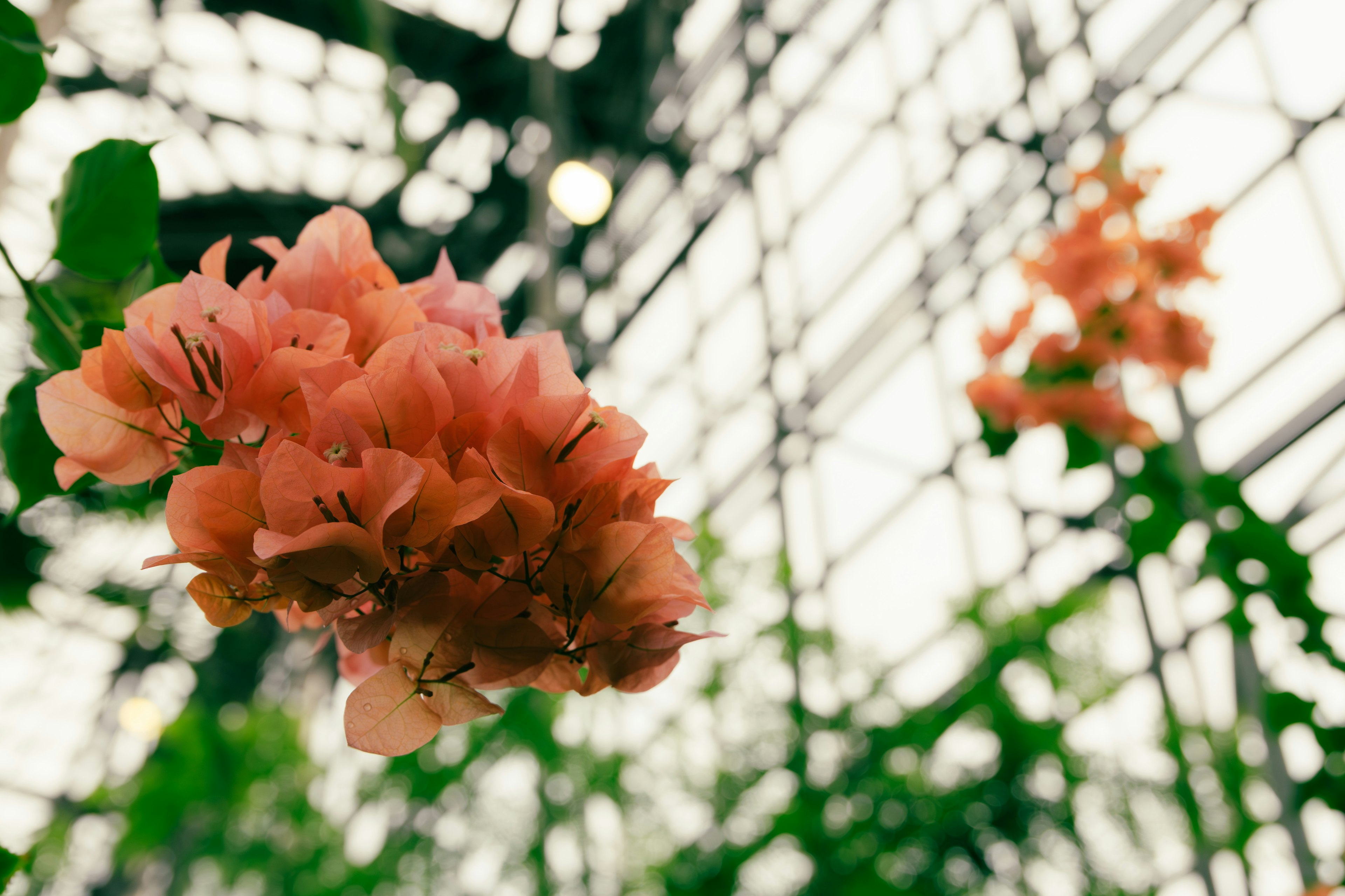 美しいオレンジ色の花が緑の葉に囲まれている温室の内部