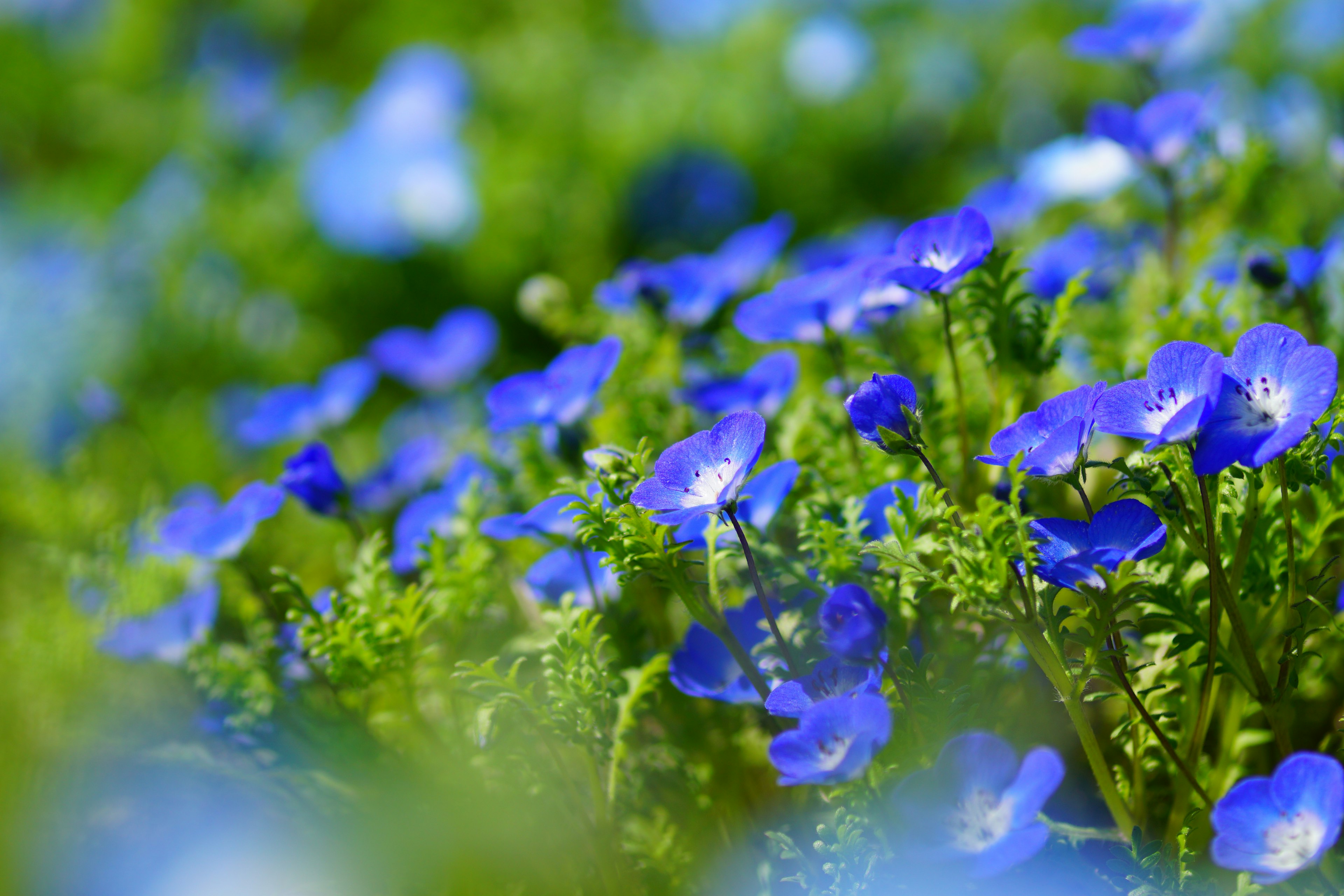 Nahaufnahme von blauen Blumen, die auf einer grünen Wiese blühen