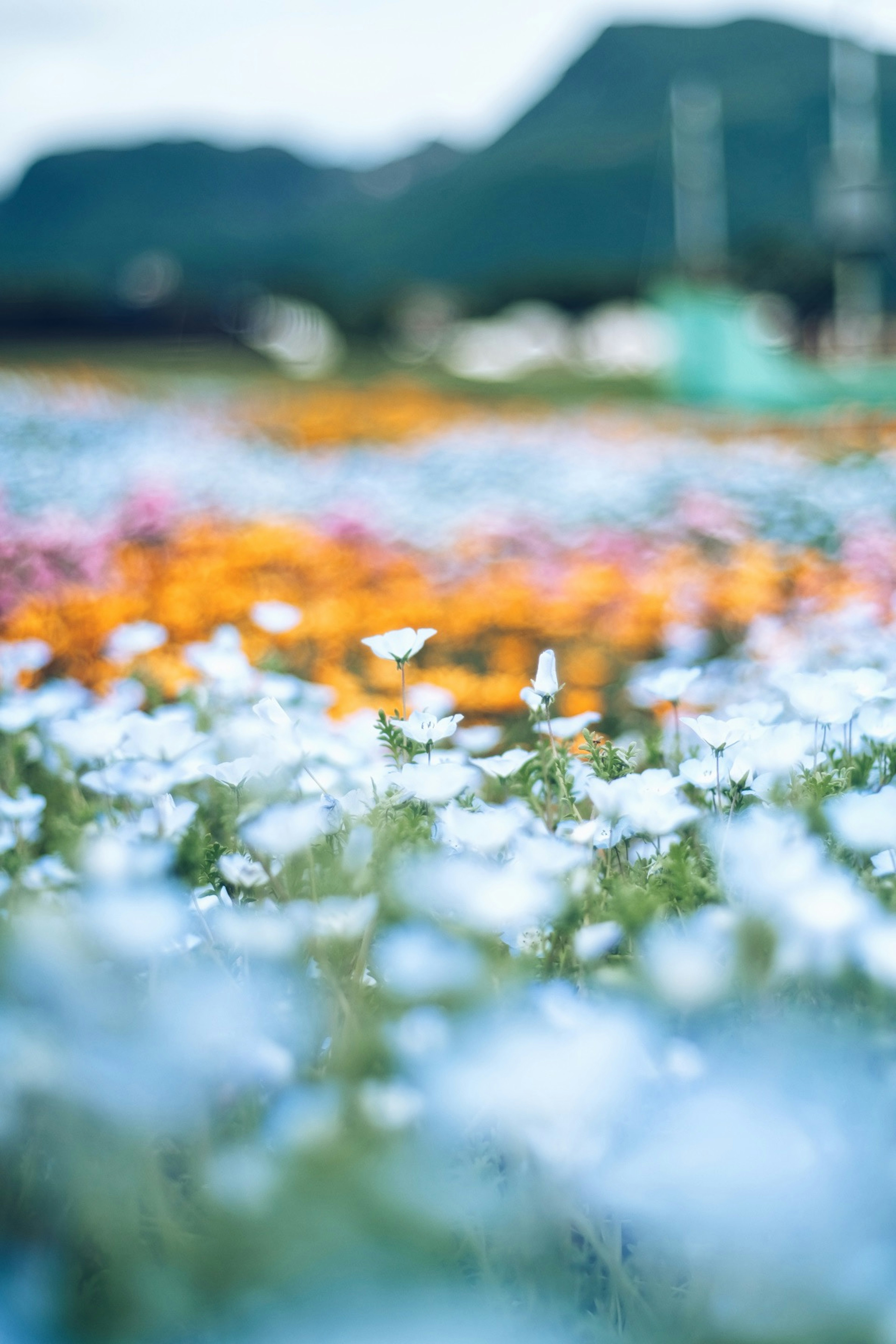 色とりどりの花が咲く風景 背景には山が見える