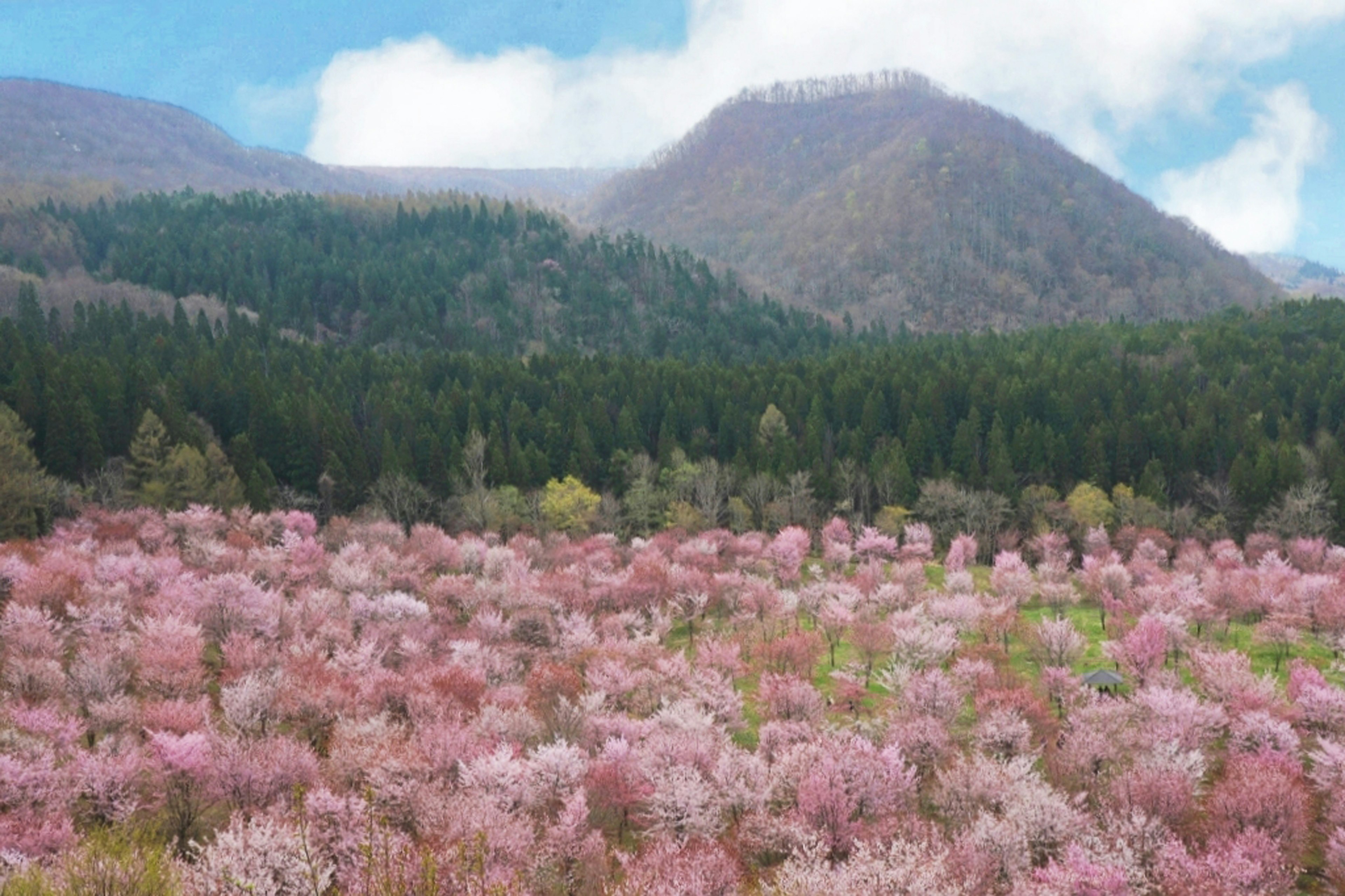 色とりどりの花が咲く広い野原と山々を背景にした風景