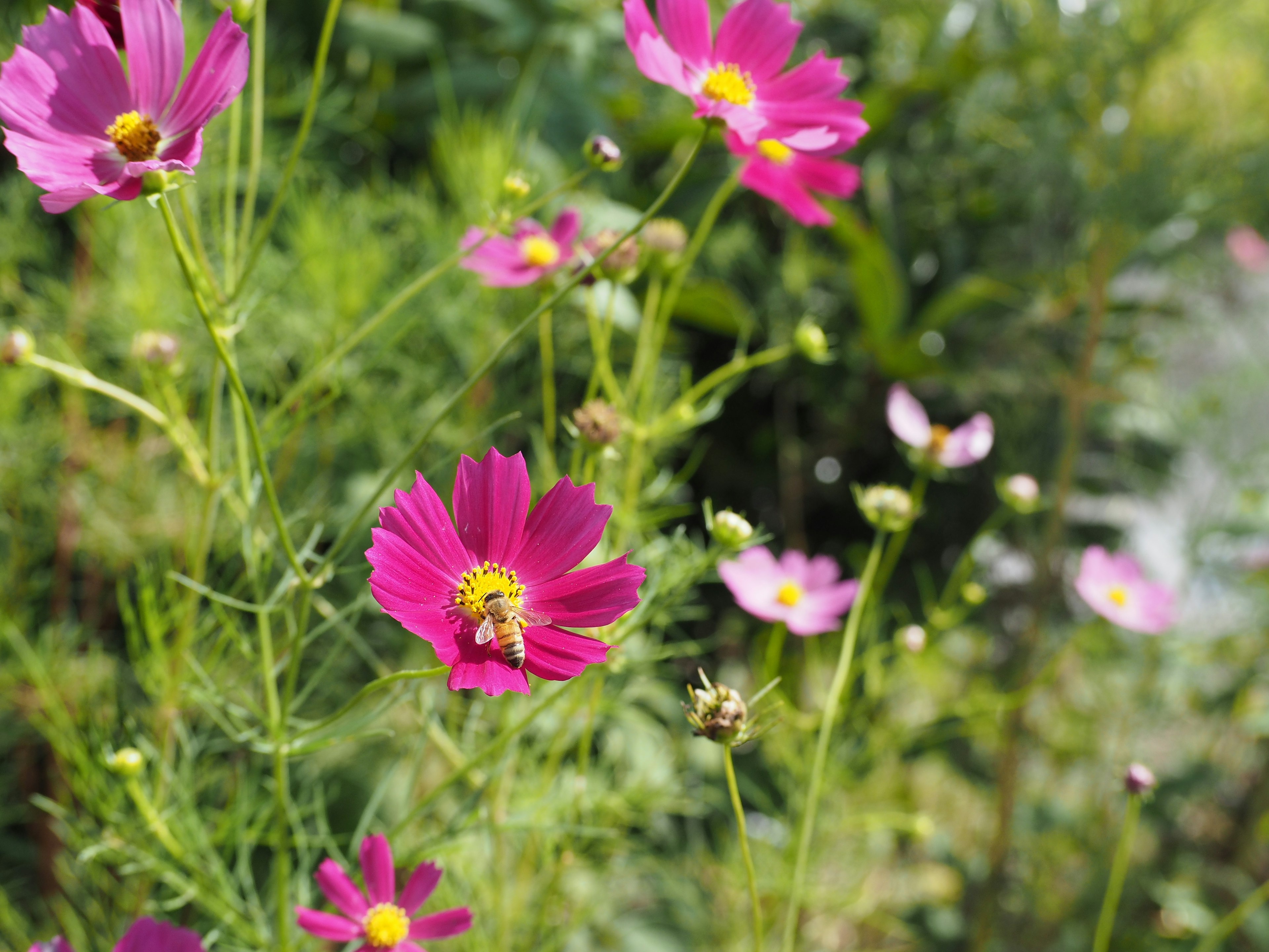 鮮やかなピンクのコスモスの花が咲いている風景