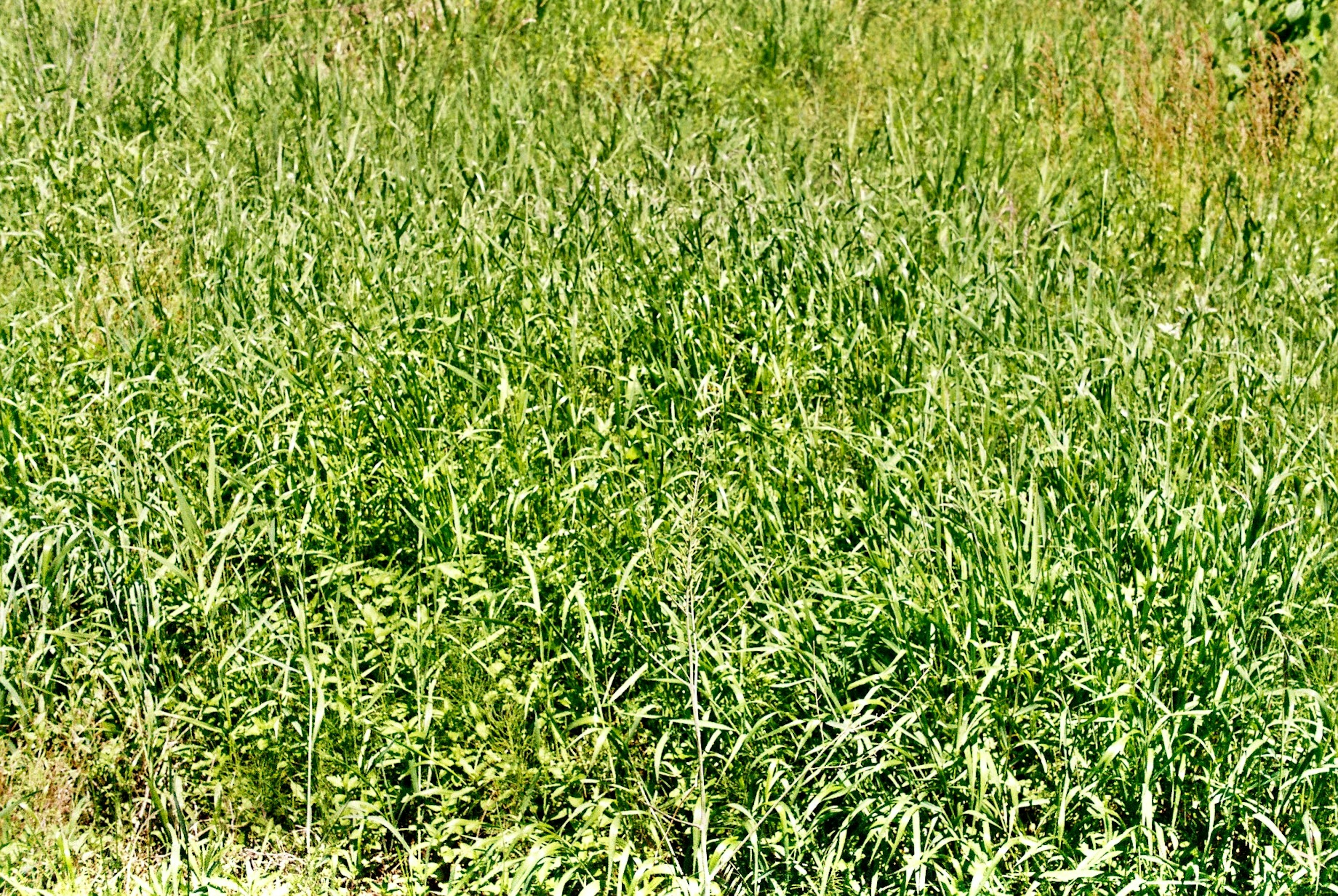 Lush green grass covering the ground