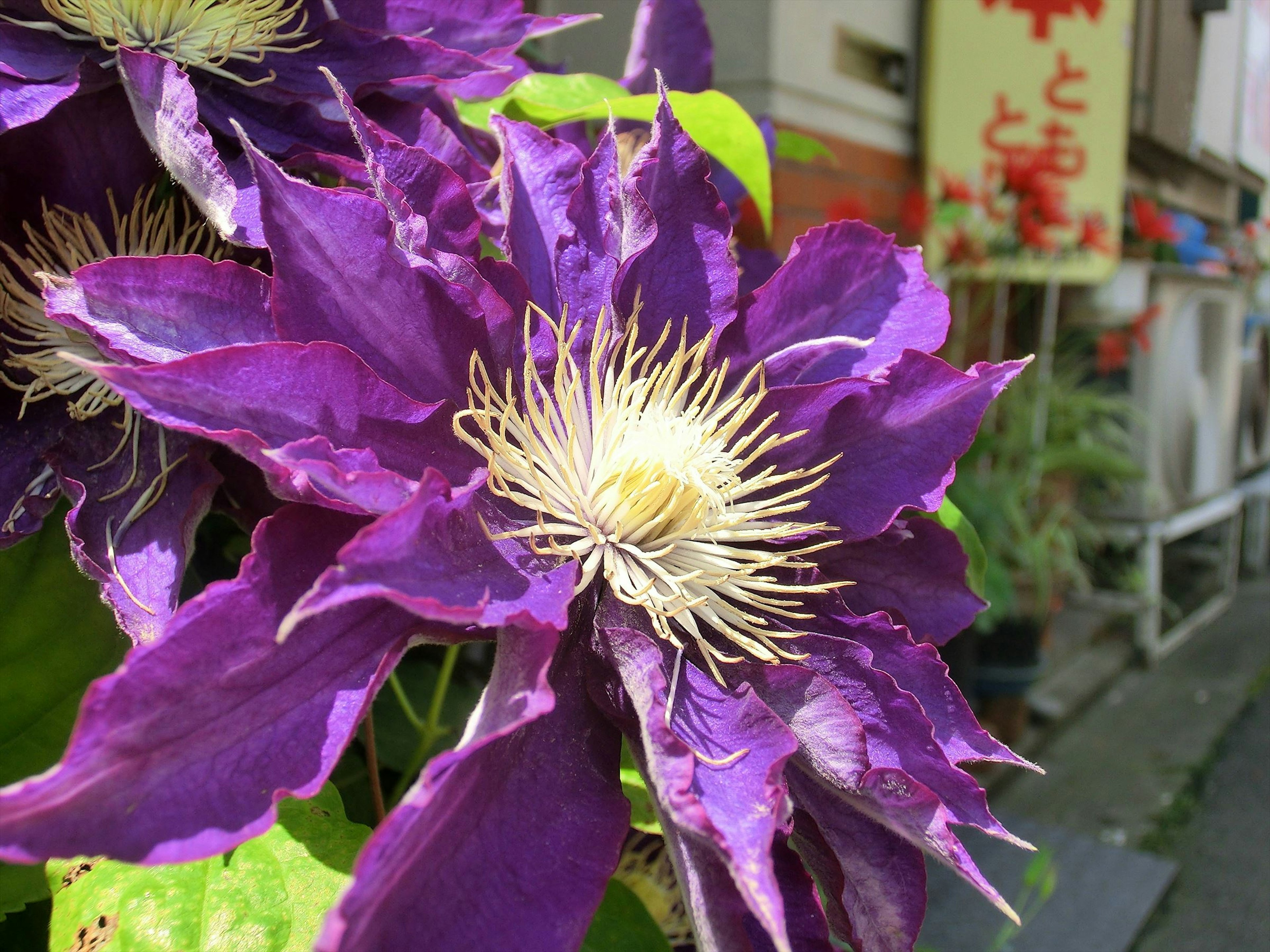 紫色の花が咲いている様子で中心に白い部分がある