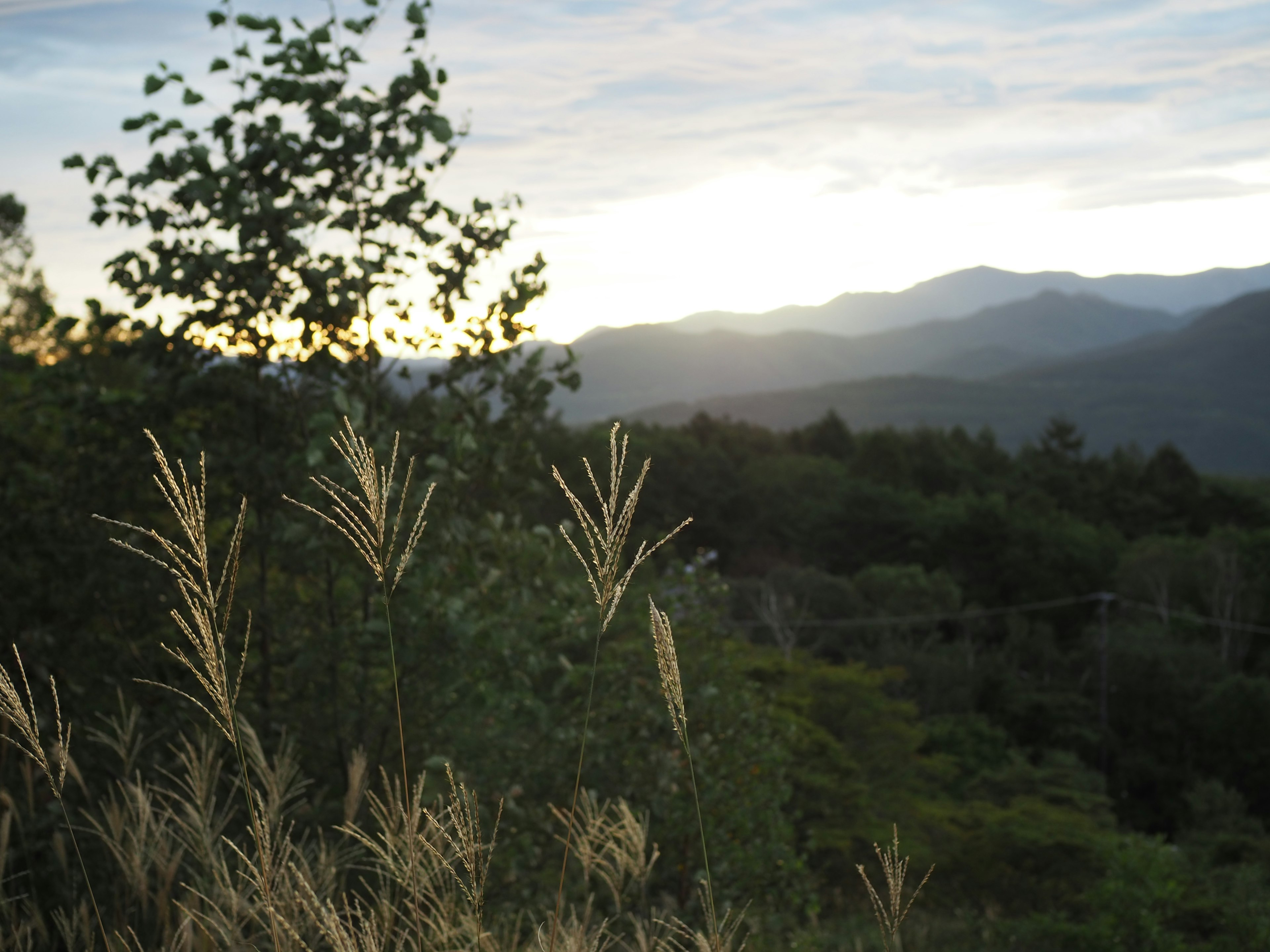 夕暮れの山の風景と草の穂