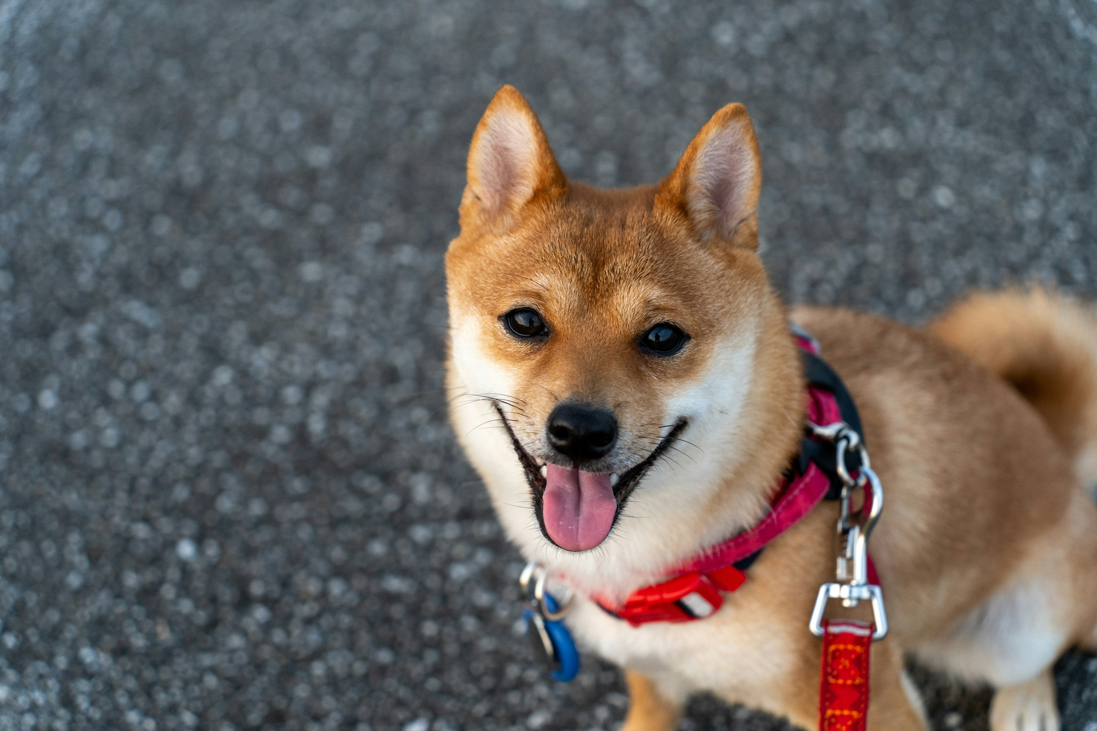 笑顔の柴犬が赤いハーネスを着ている