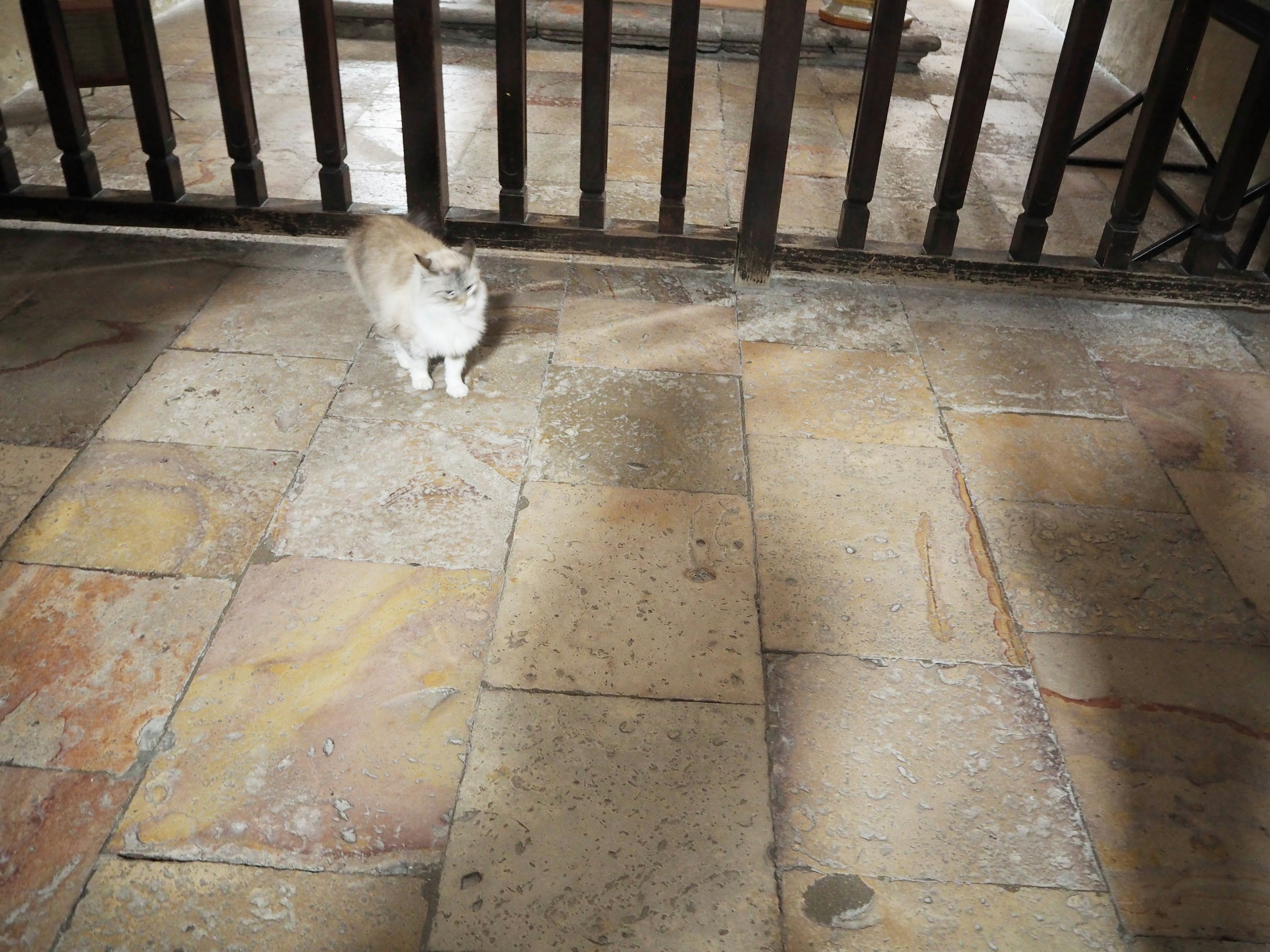 Eine Katze steht auf einem Steinboden mit Schatten