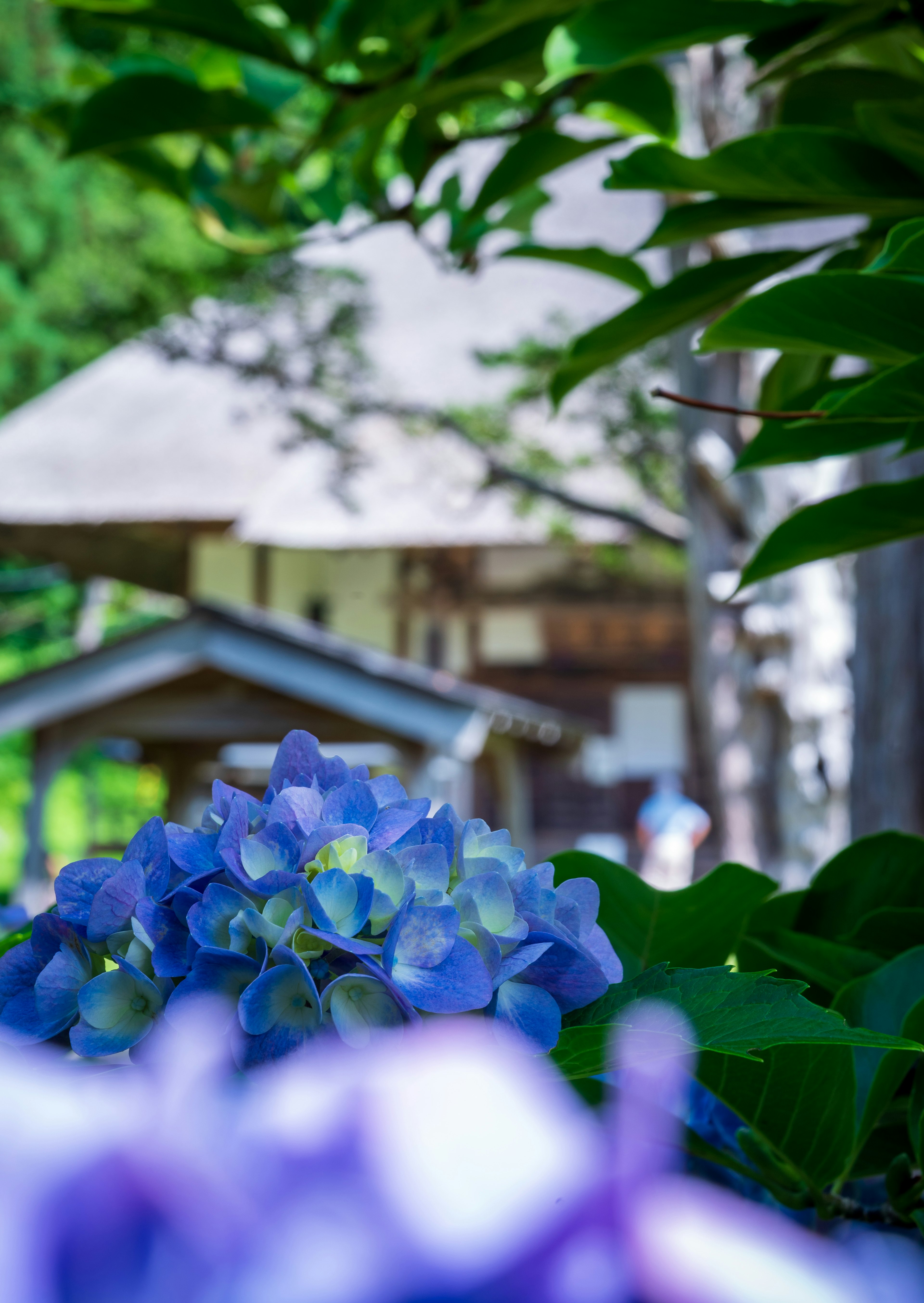 ไฮเดรนเยียสีน้ำเงินในแนวหน้าและใบไม้สีเขียวอุดมสมบูรณ์พร้อมอาคารเก่าในพื้นหลัง