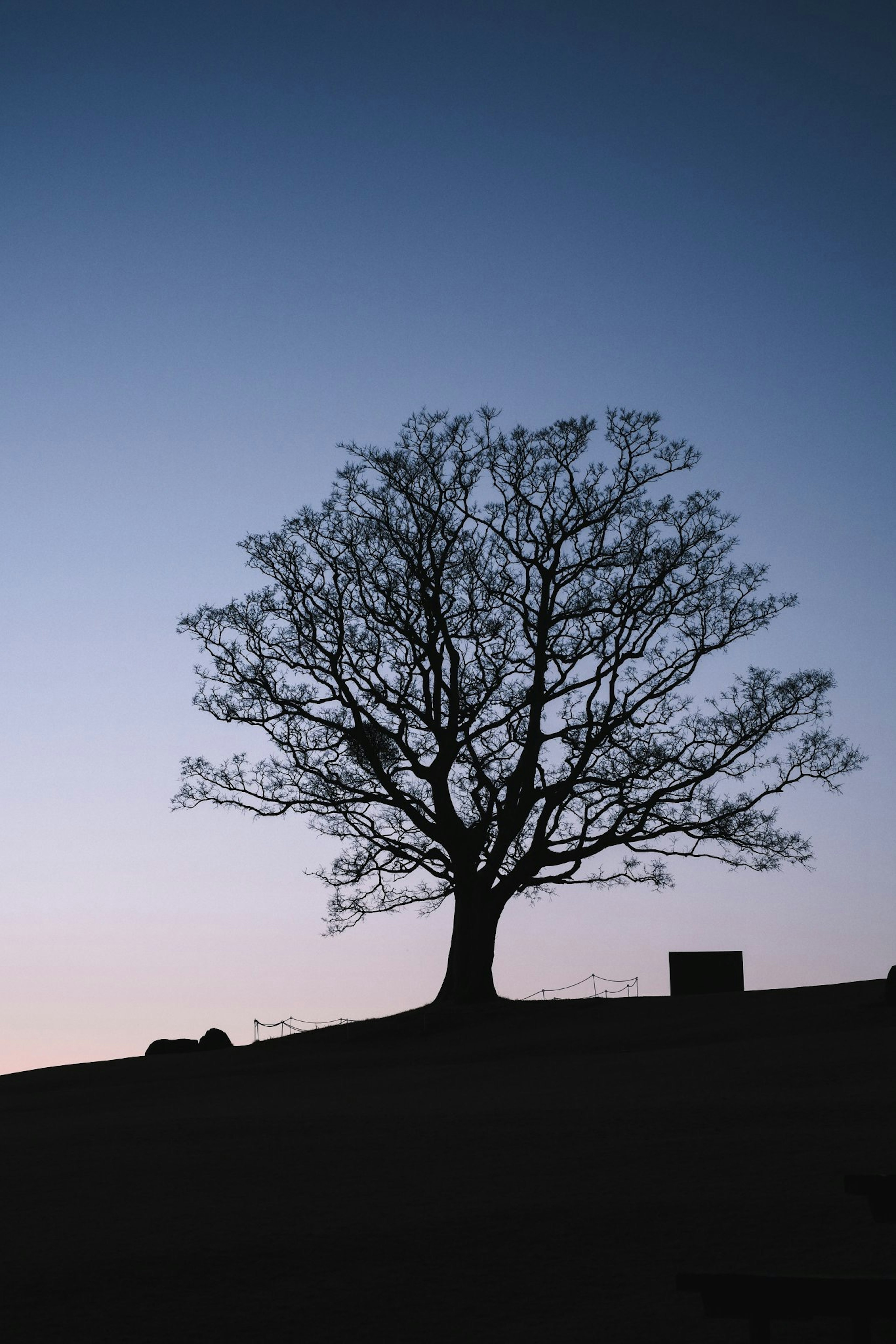 Silhouette di un albero contro un cielo al crepuscolo