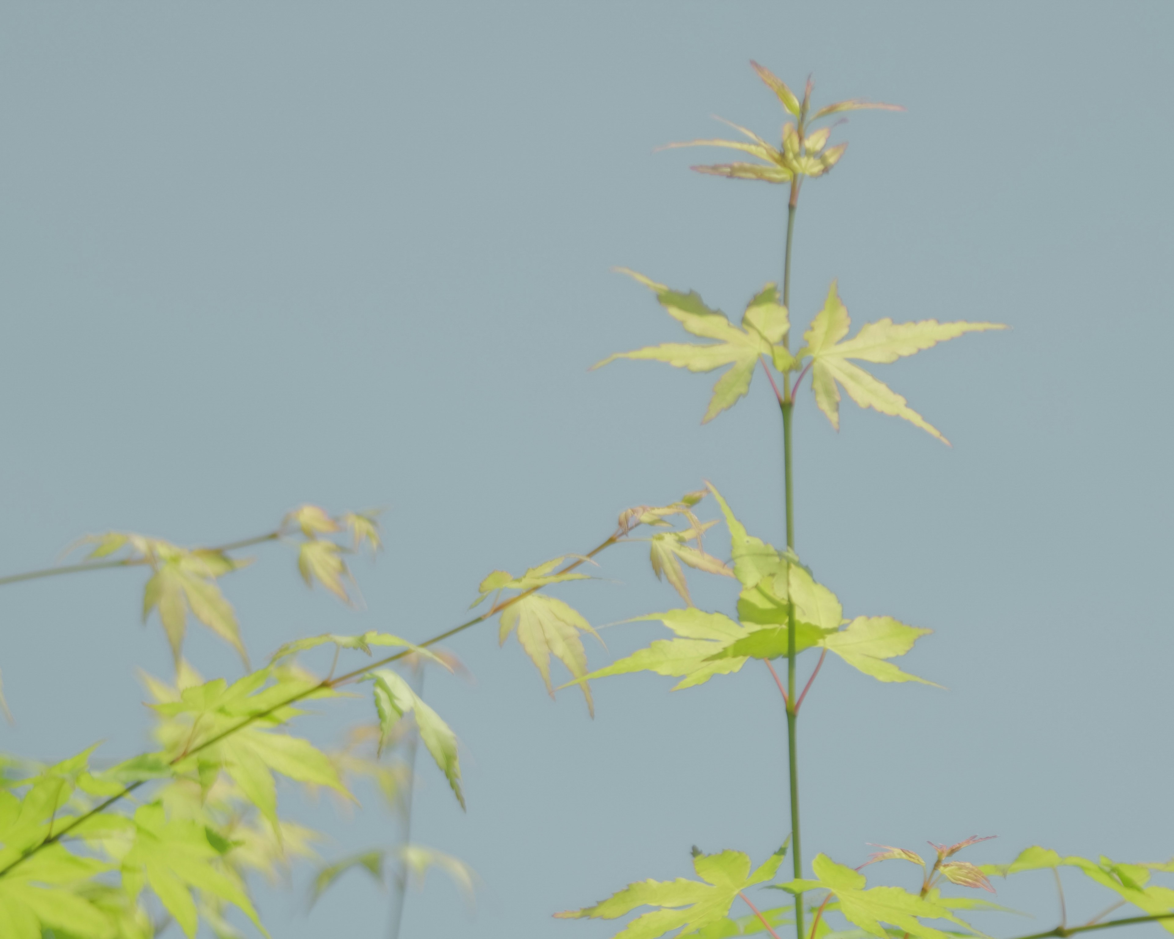 青空を背景にした新緑の葉が生い茂る木