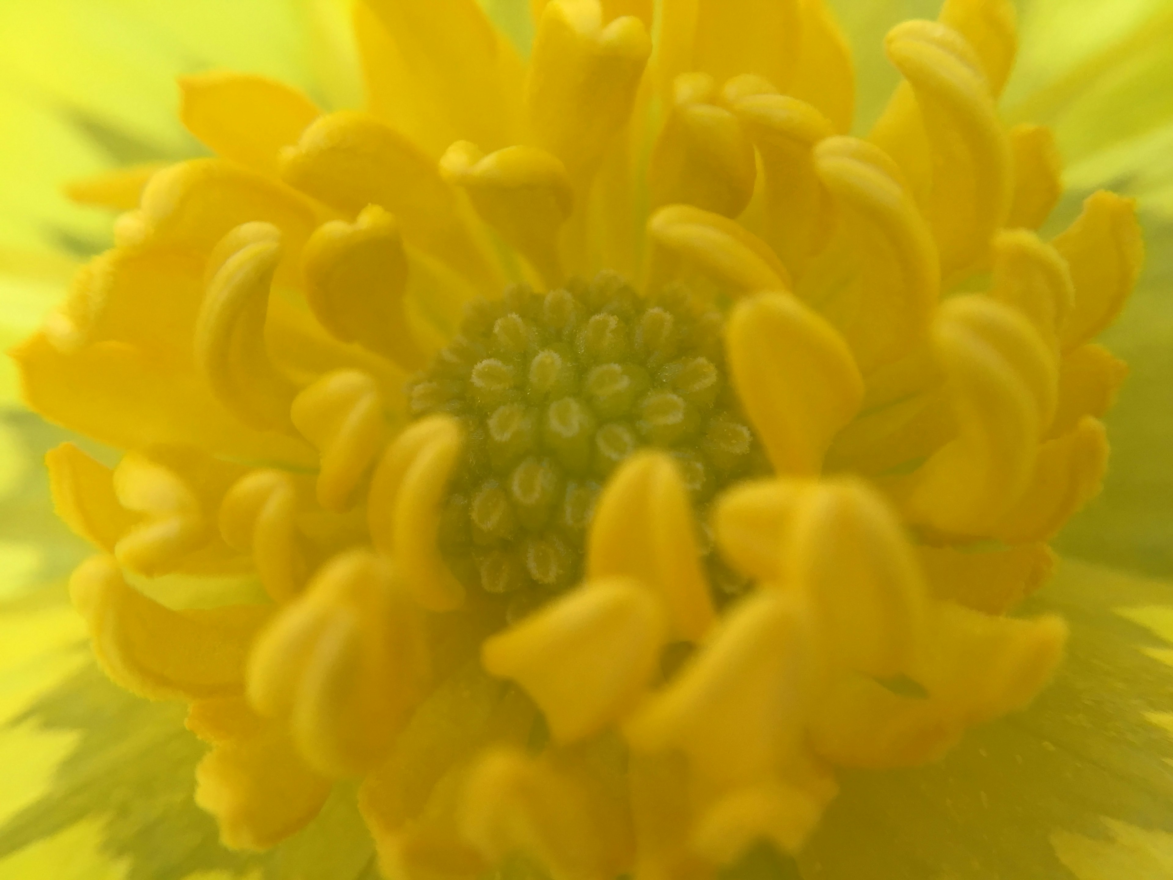 鮮やかな黄色の花のクローズアップで、中心部には小さな緑の部分が見える