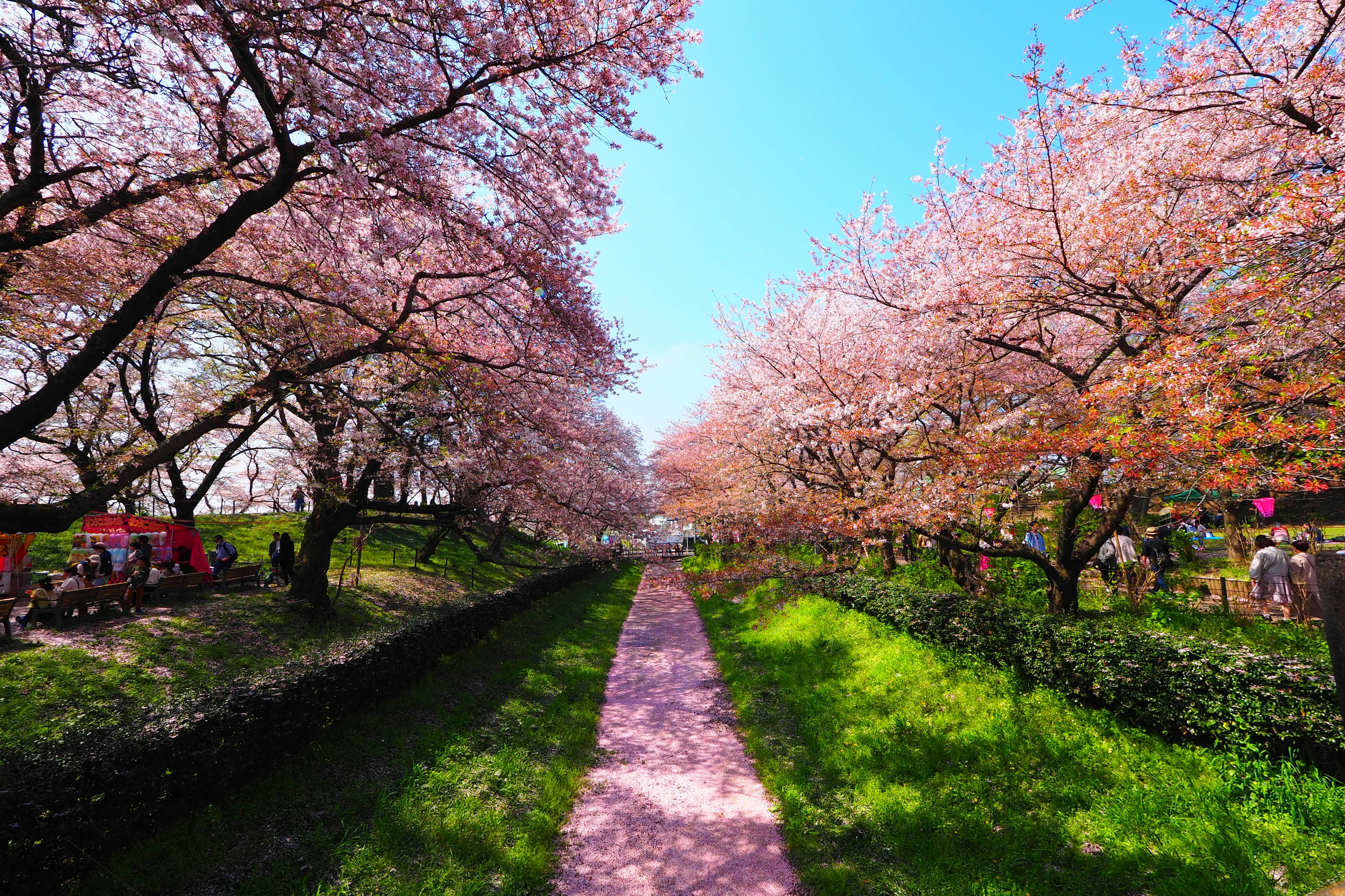 Chemin bordé de cerisiers en fleurs et d'herbe verte vibrante