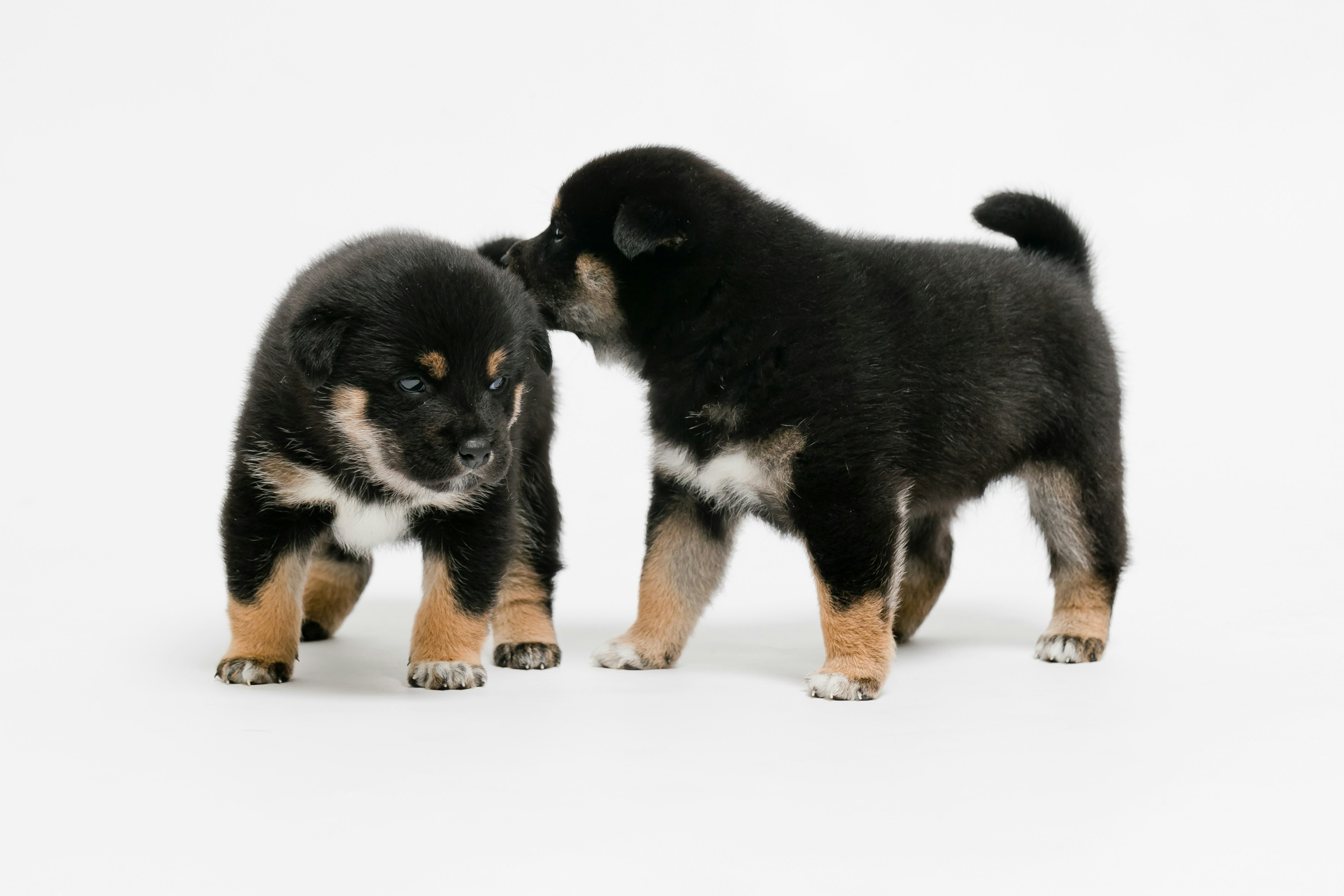 Dua anak anjing Shiba Inu hitam dan cokelat bermain bersama