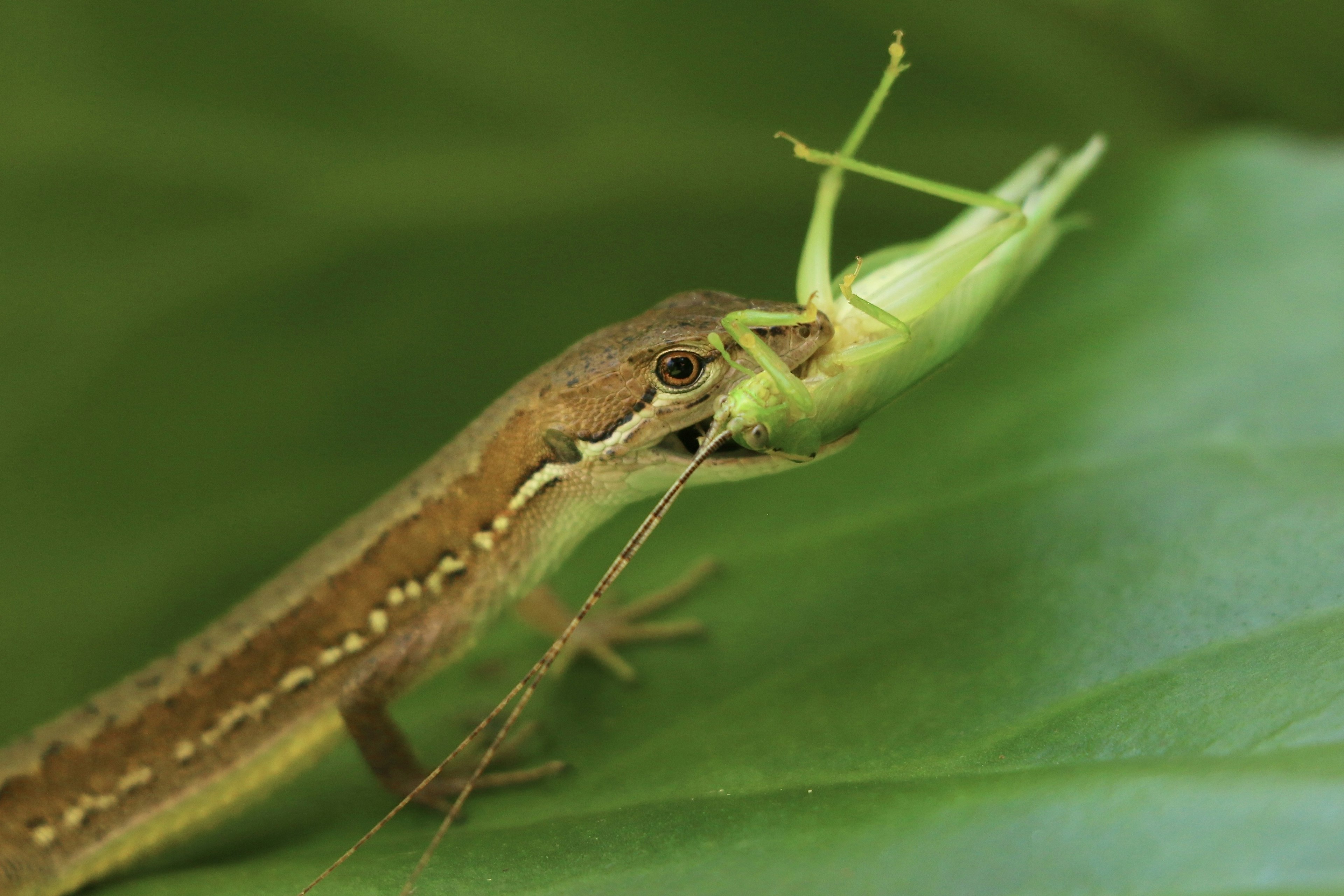 Petit lézard attrapant un insecte sur une feuille