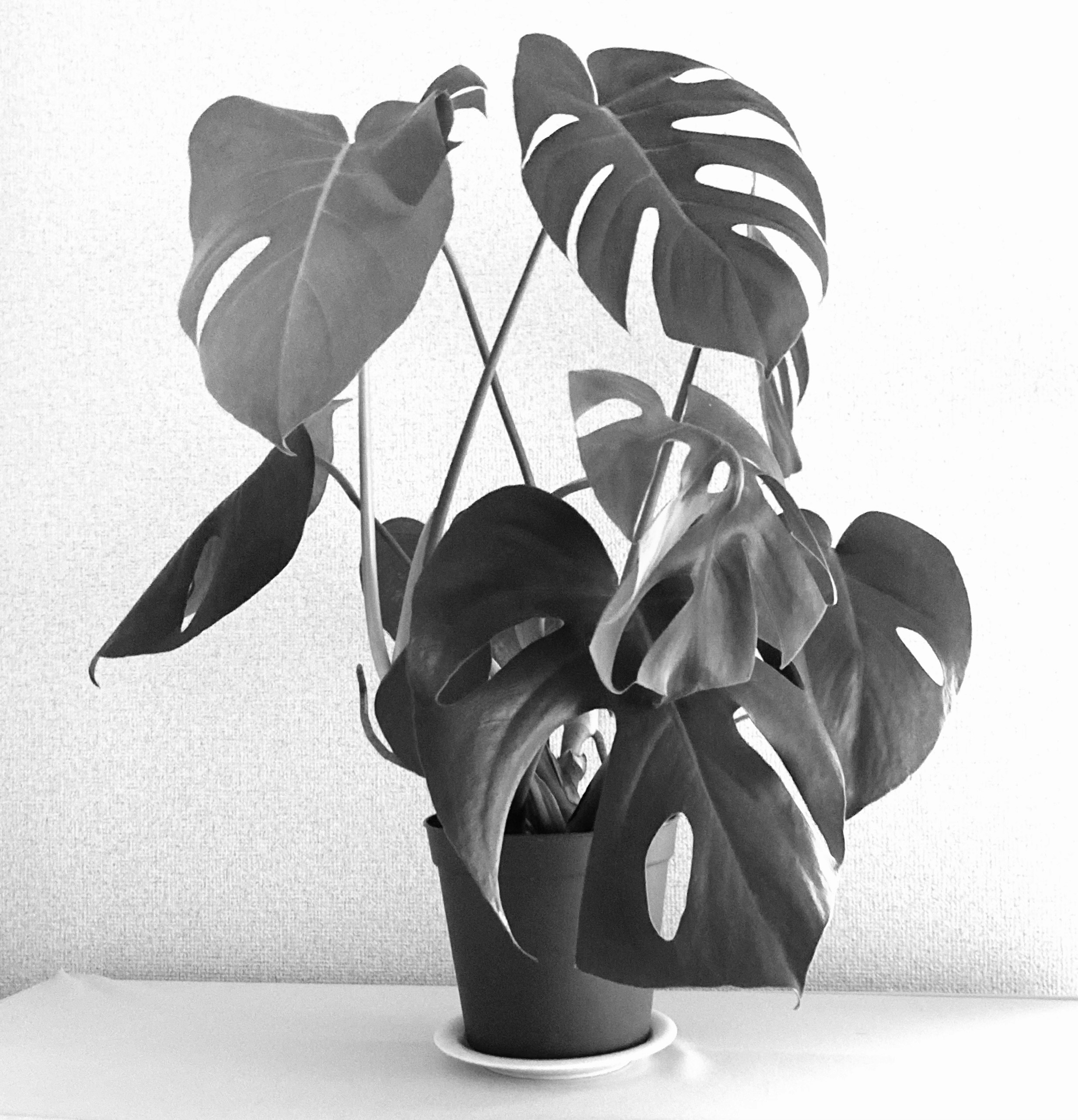 Monstera plant with large split leaves in a black and white setting