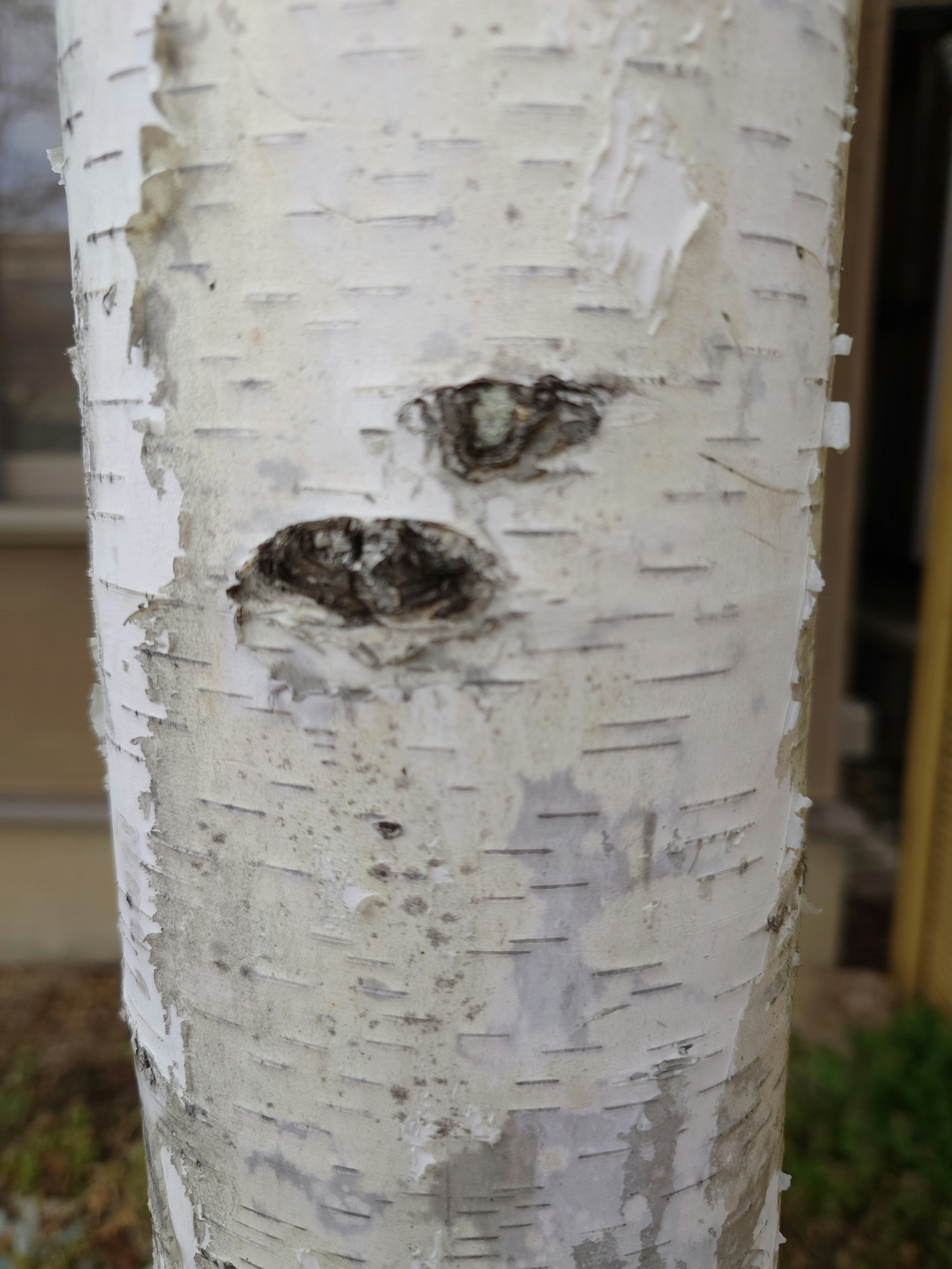 Close-up batang pohon birch menunjukkan pola dan lubang yang khas