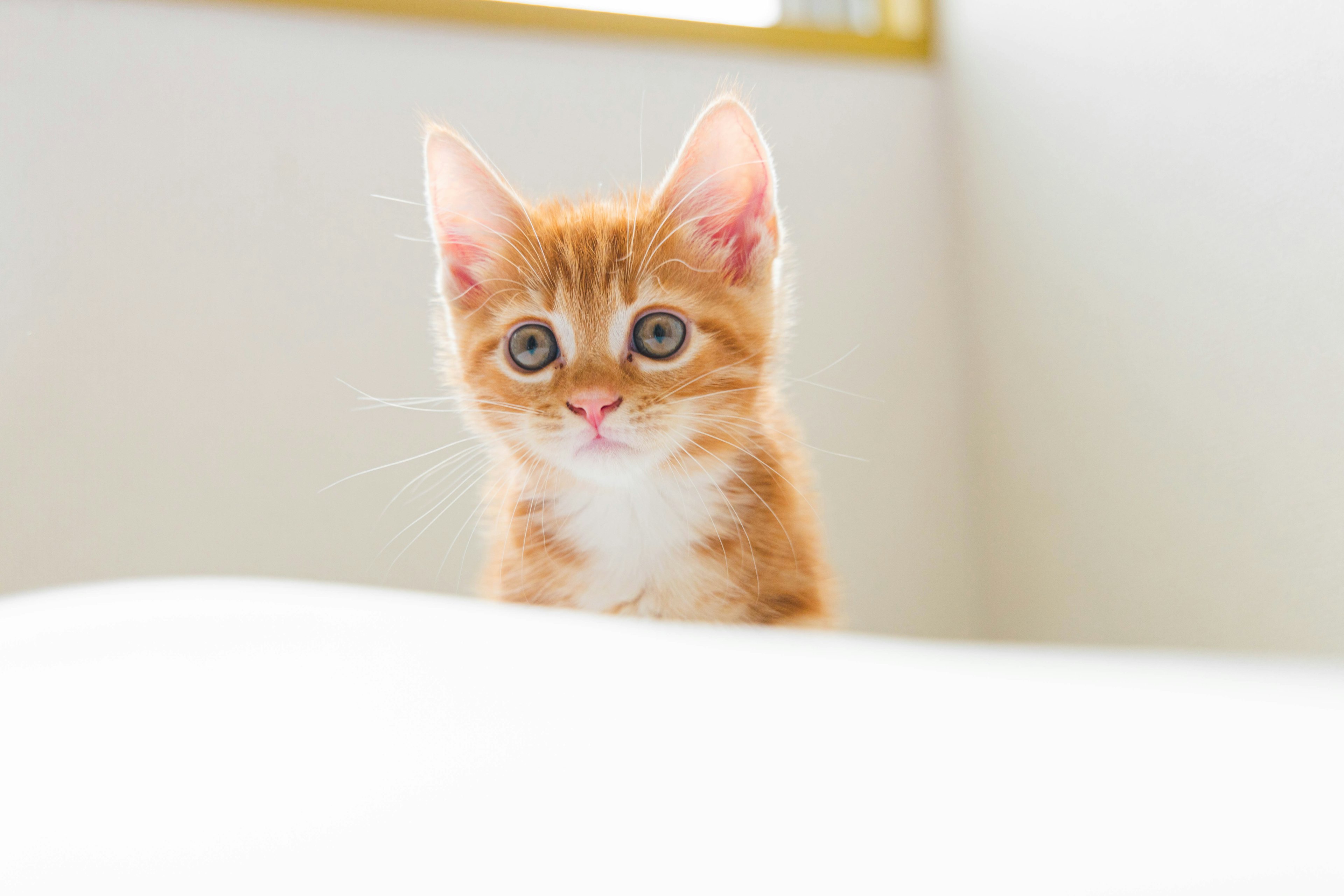 A small orange kitten with big eyes looking curiously at the camera