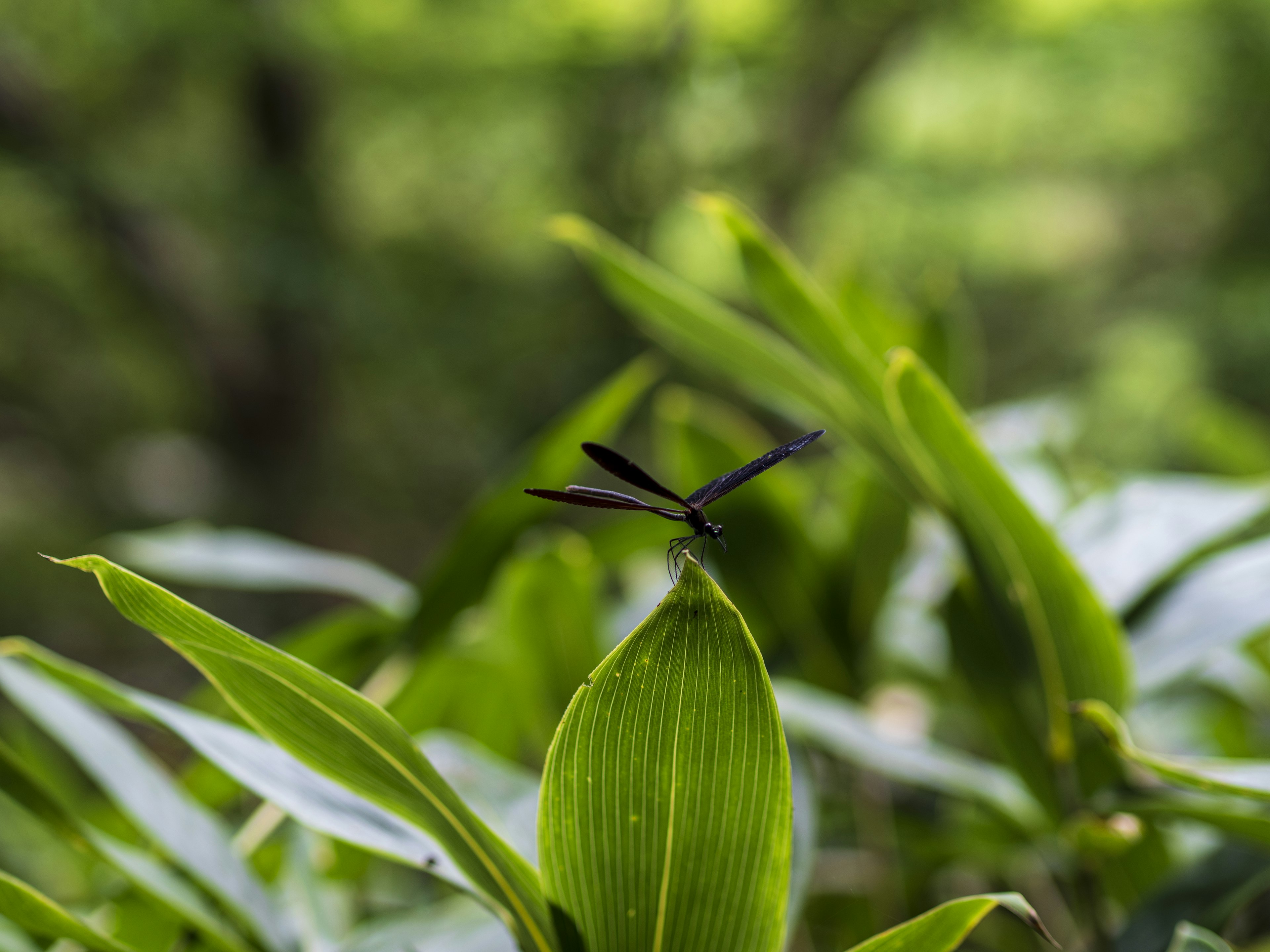 Acercamiento de una libélula negra posada sobre una hoja verde