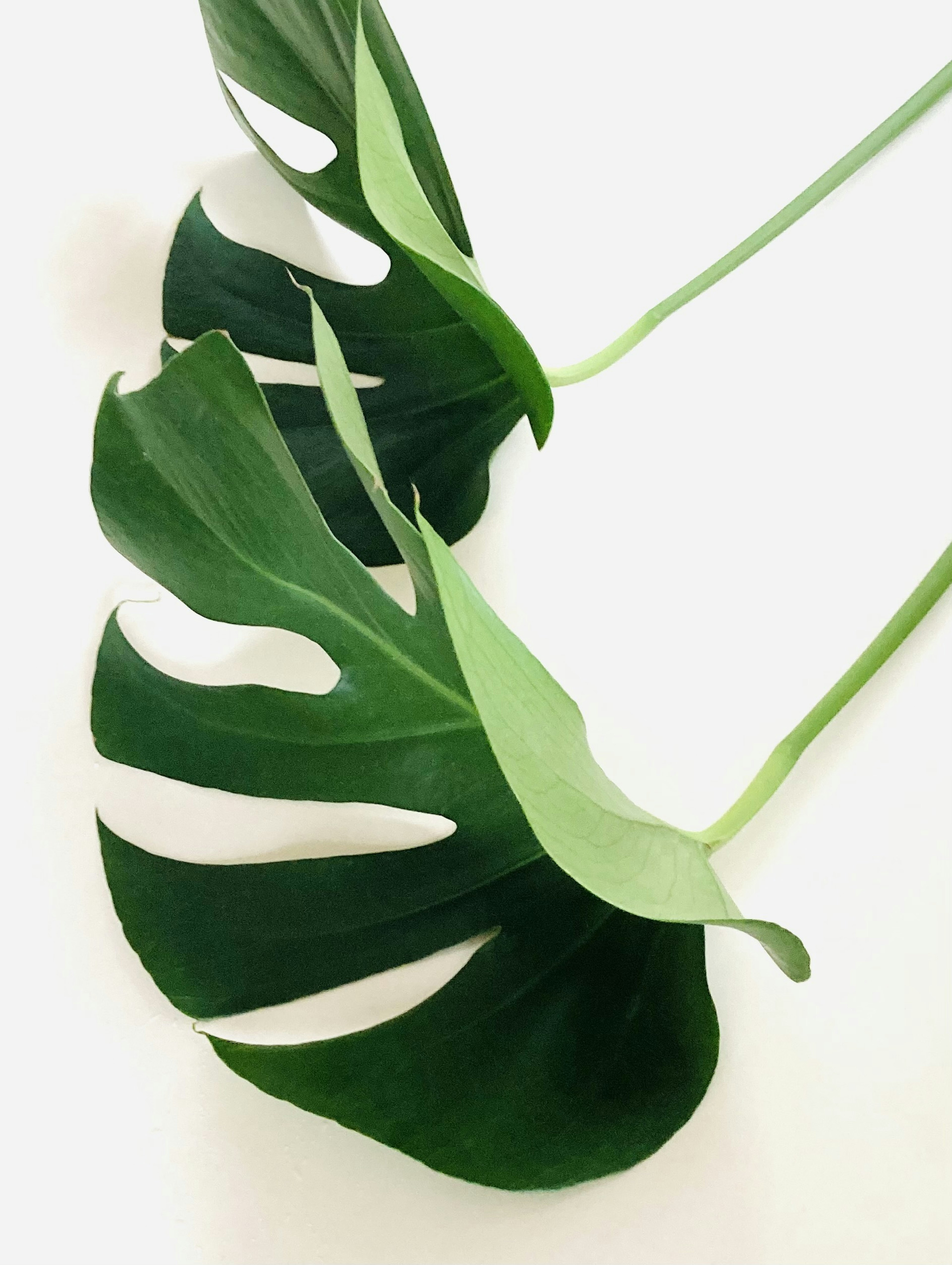 兩片綠色的 monstera 葉子排列在白色背景上